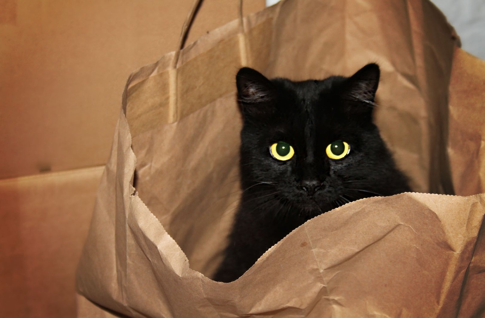 A black cat sits inside an open paper bag, staring at the camera. It visually depicts the metaphor, the cat's out of the bag.
