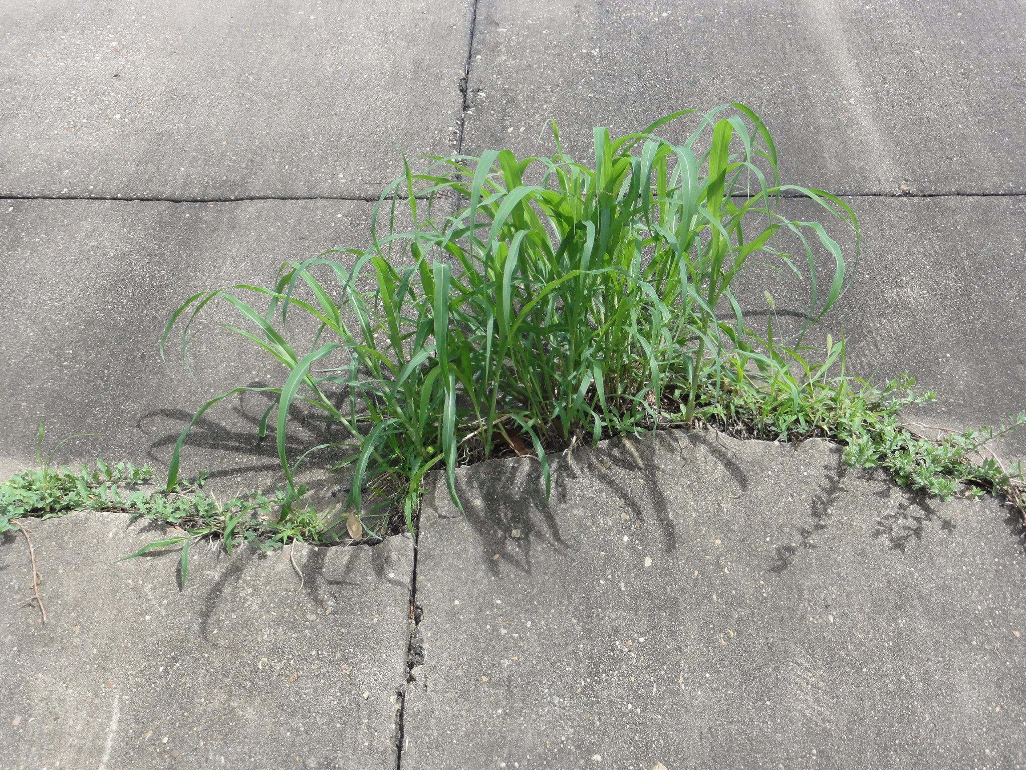 Weeds break through a crack in concrete.