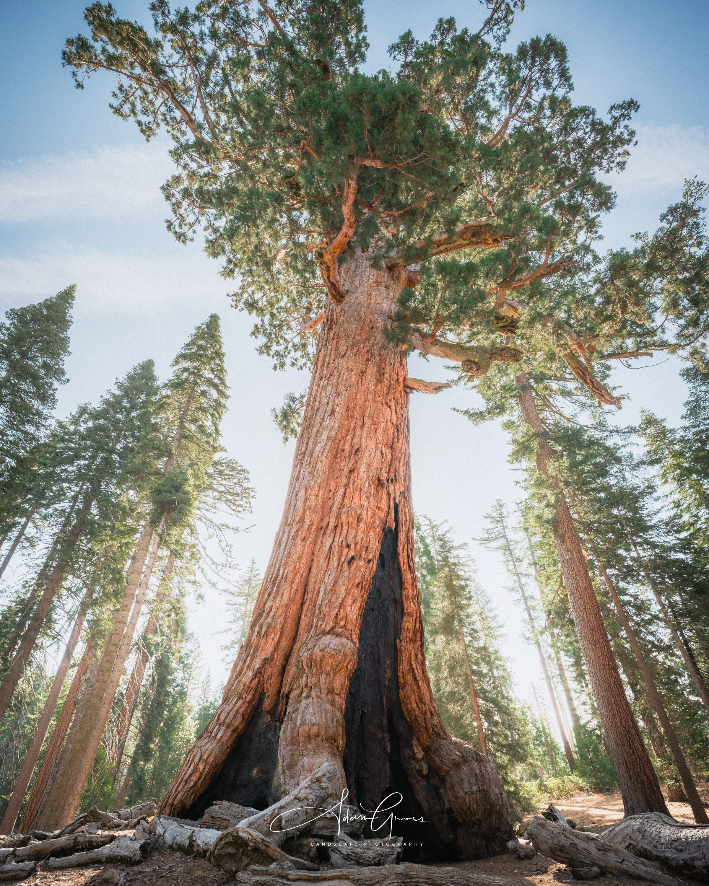 Mariposa Grove