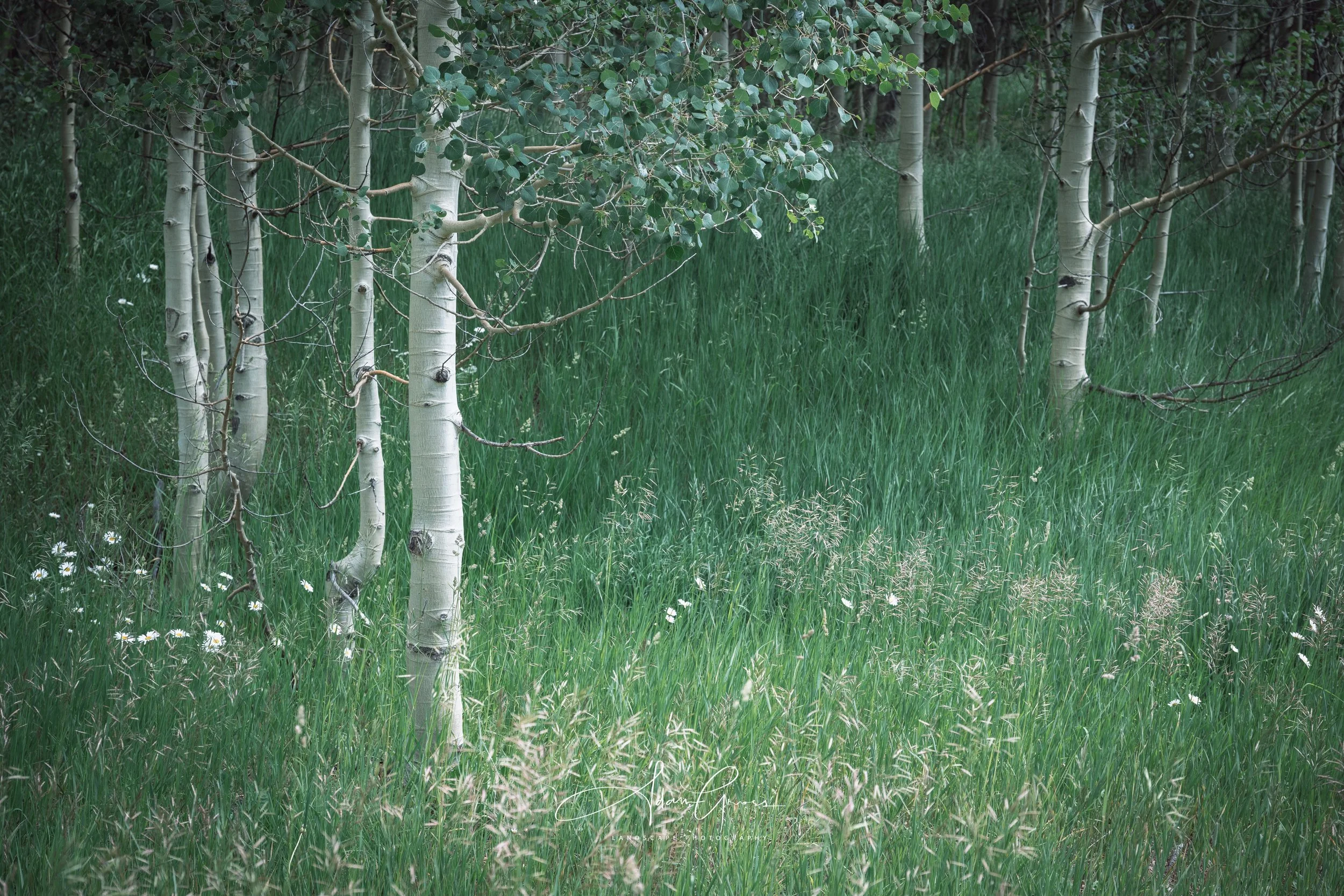 Maroon Bells