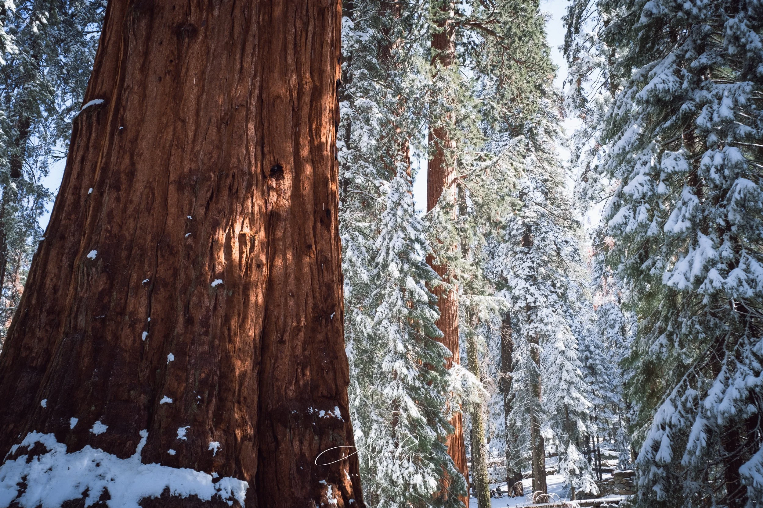 Sequoia National Park