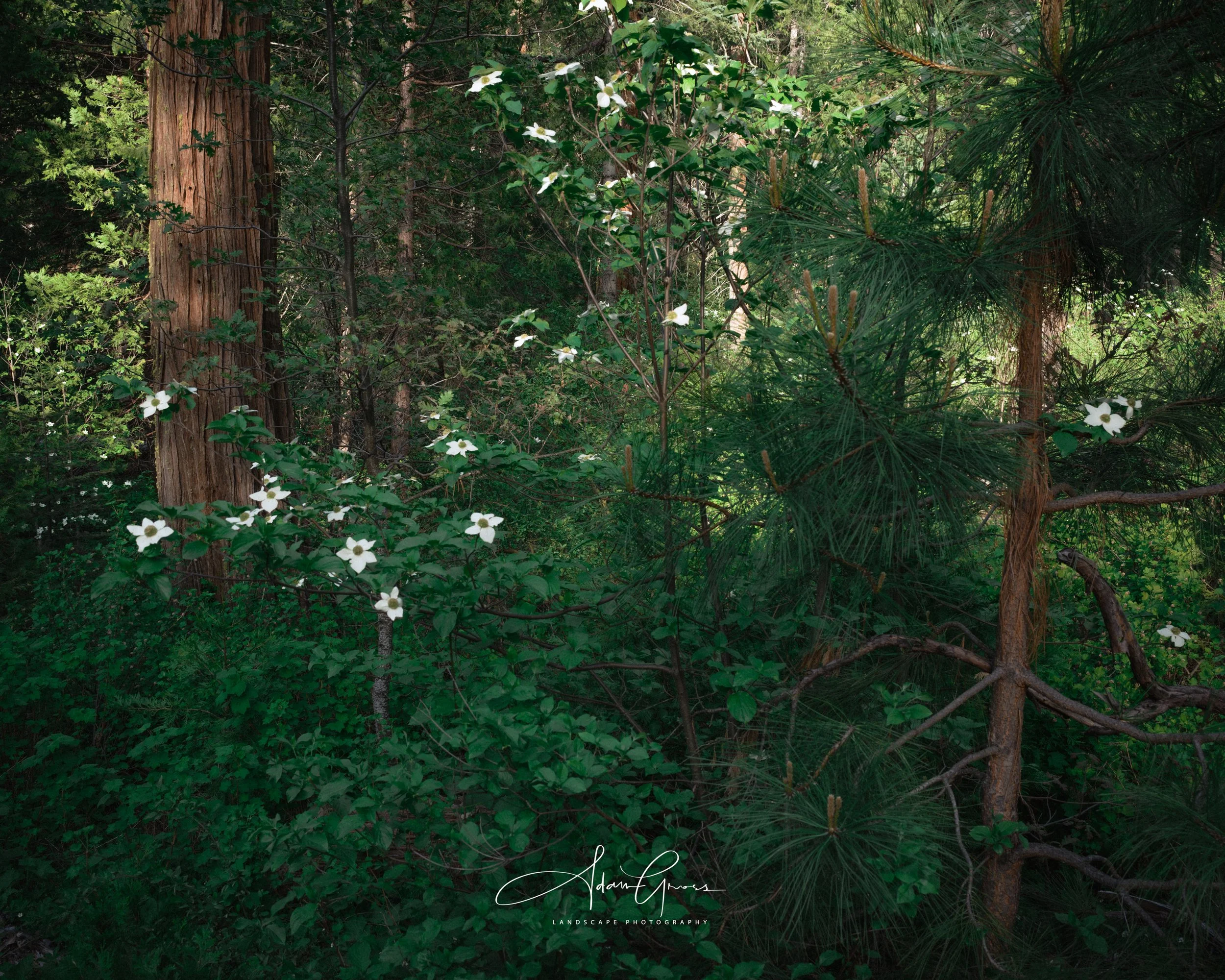 Dogwood Bloom, Yosemite
