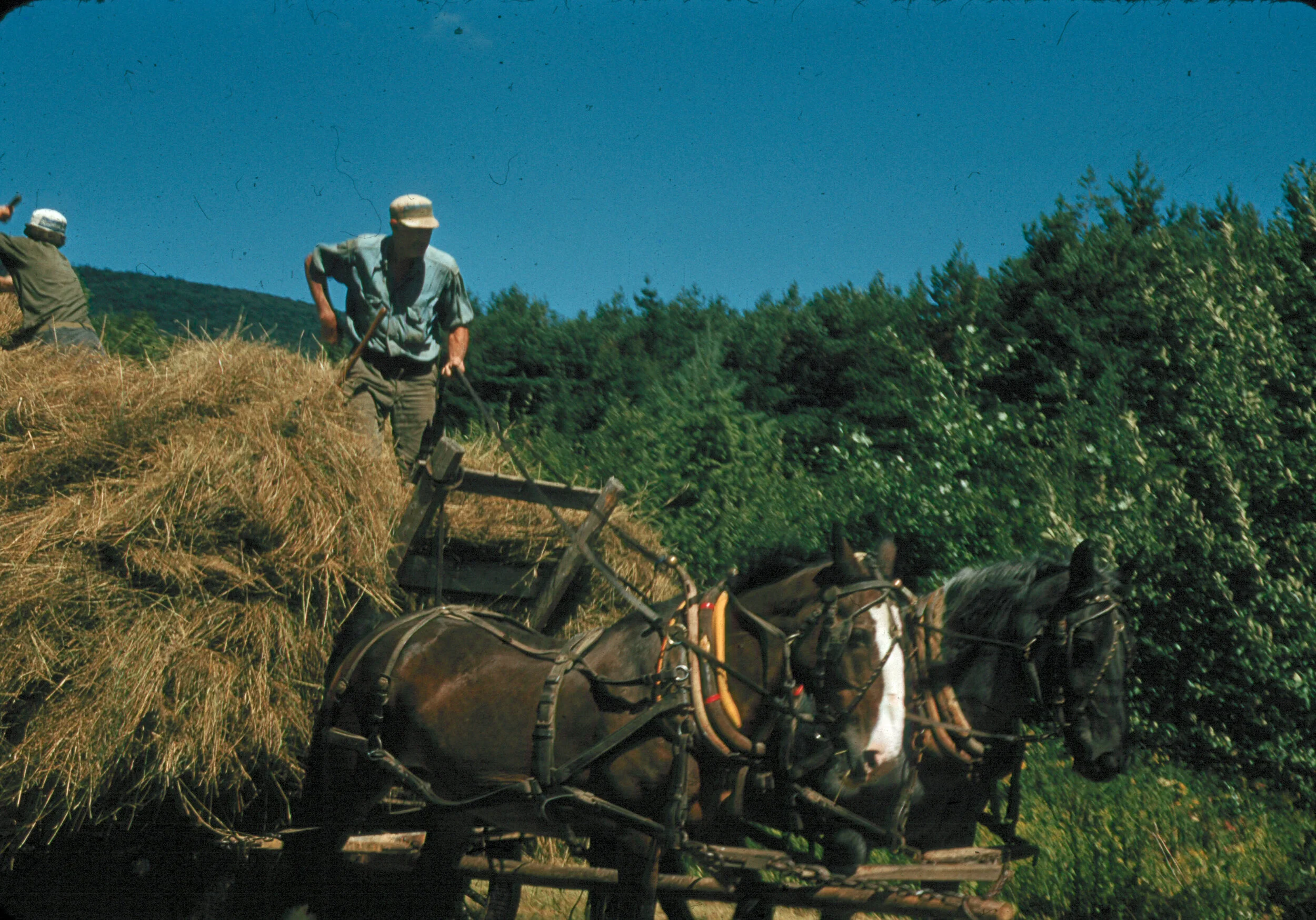 vermont1960haying7.JPG