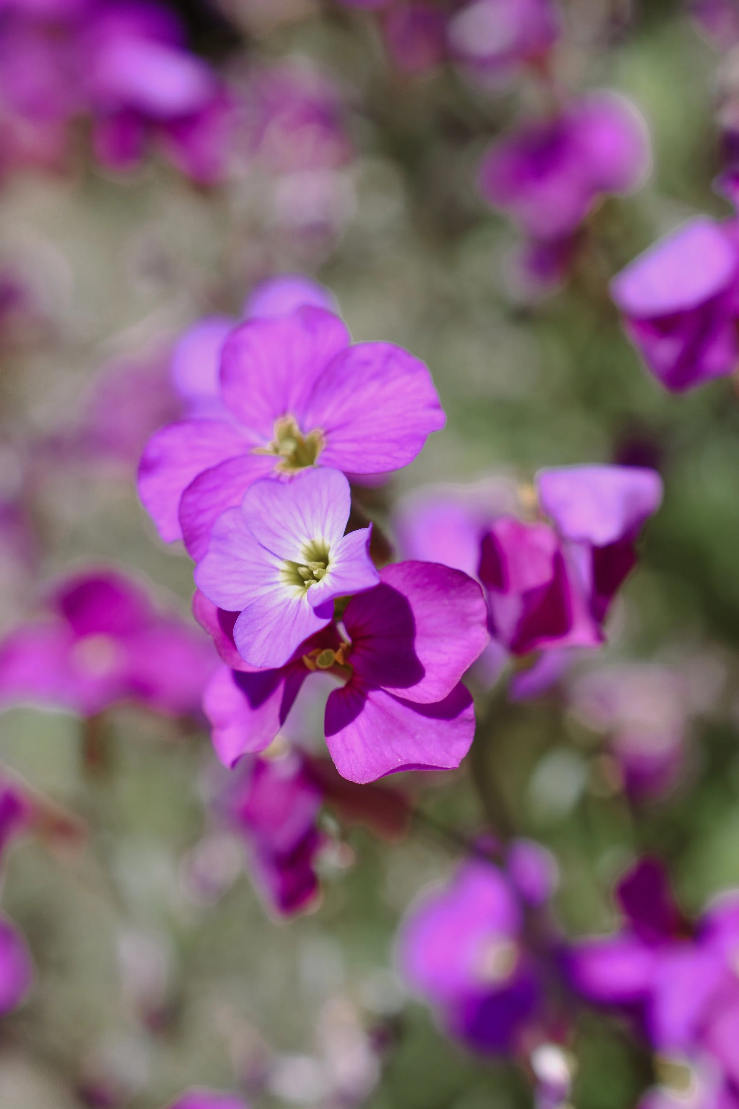 DSC_6575.JPG