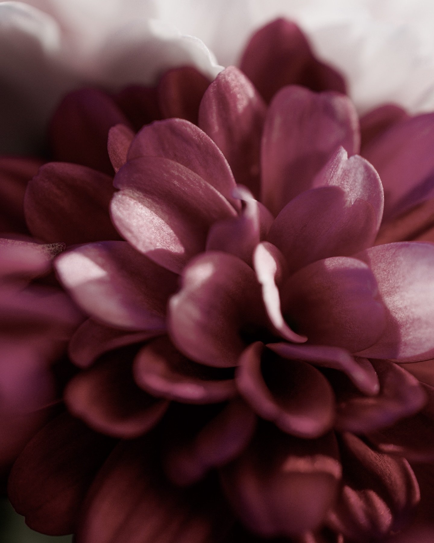 Blush colour but make it floral.

🏷️ 
#nikonuk #nikoneurope #dslr #photographer #exposure #throughthelens @nikonuknordic @nikoneurope #flower #flowerphotography #flowerpower #flowerphoto #macro #macroflower #macroflowers_kingdom #macroflowershot #ma