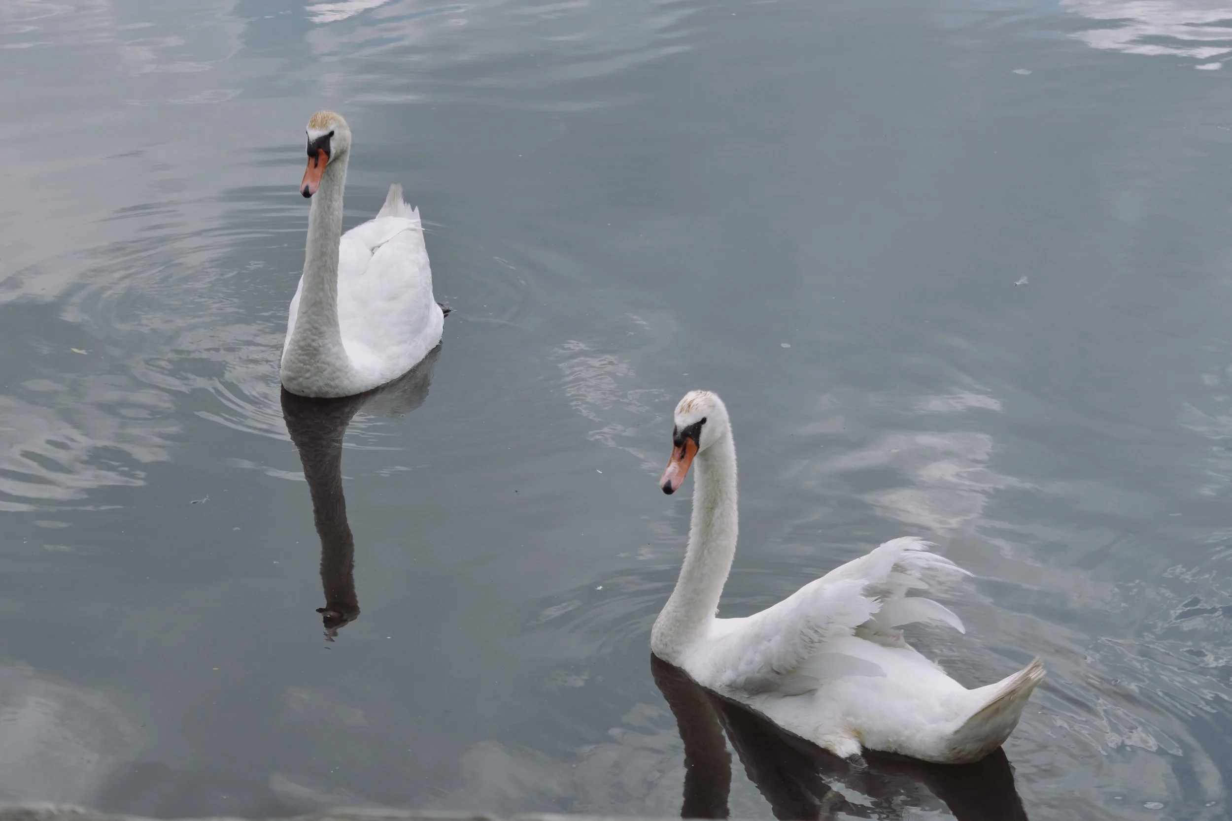 DSC_6707.JPG