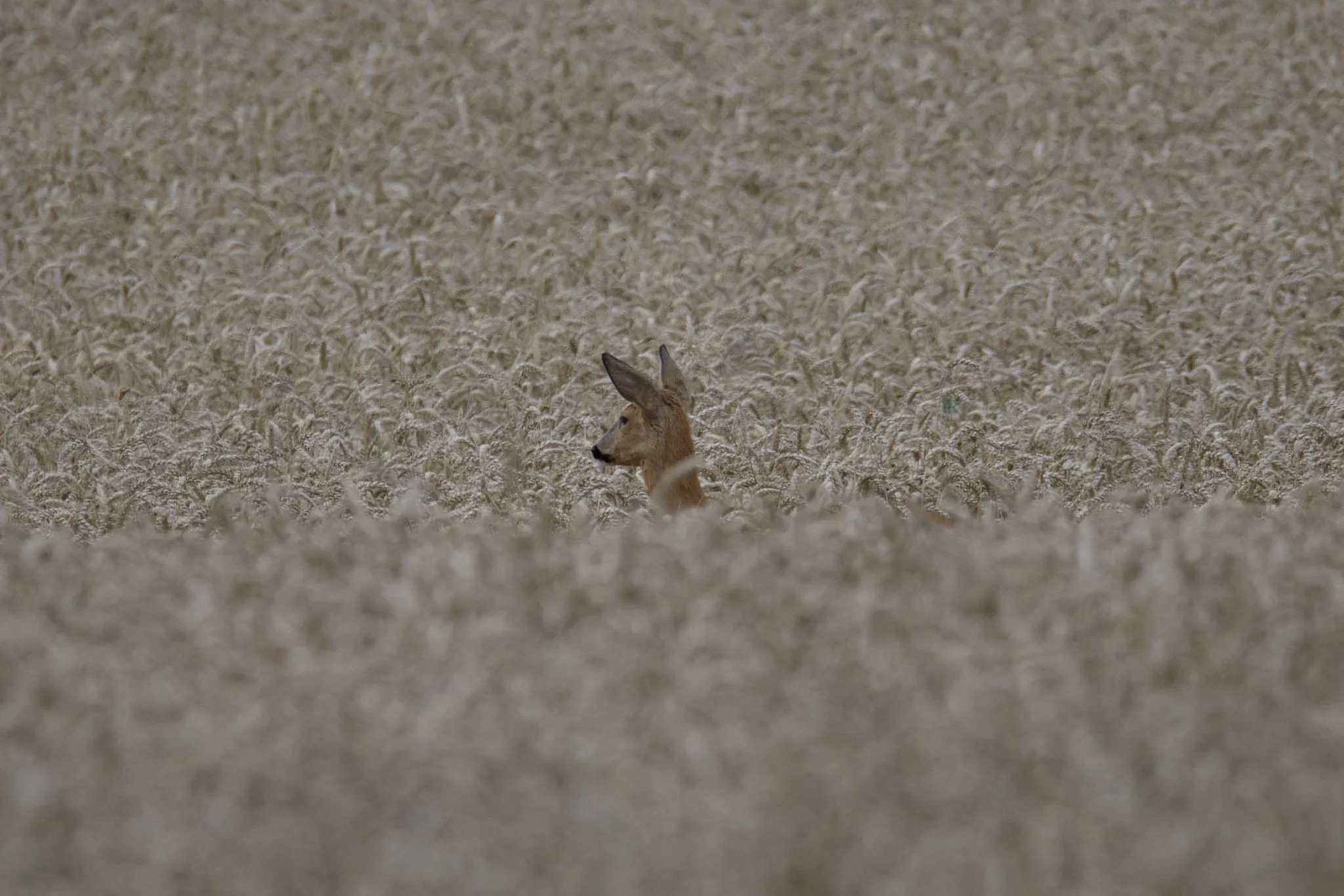 40-DSC_0824.jpg