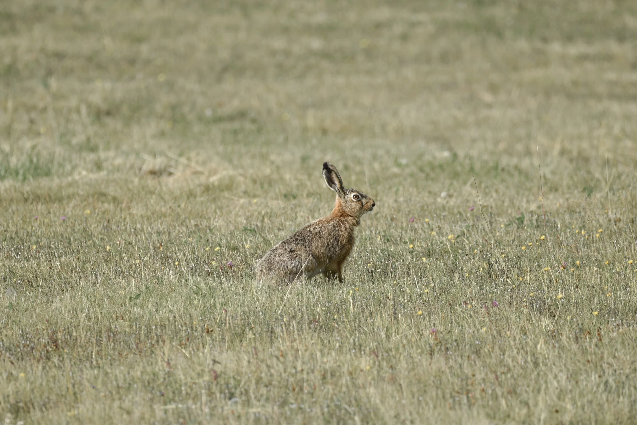 46-DSC_6734.jpg