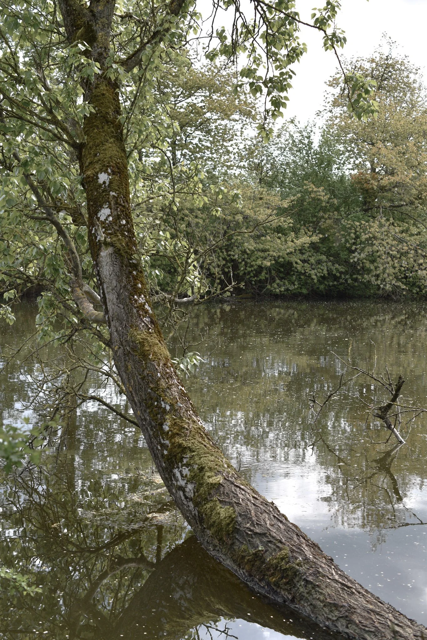 7-DSC_6558.jpg