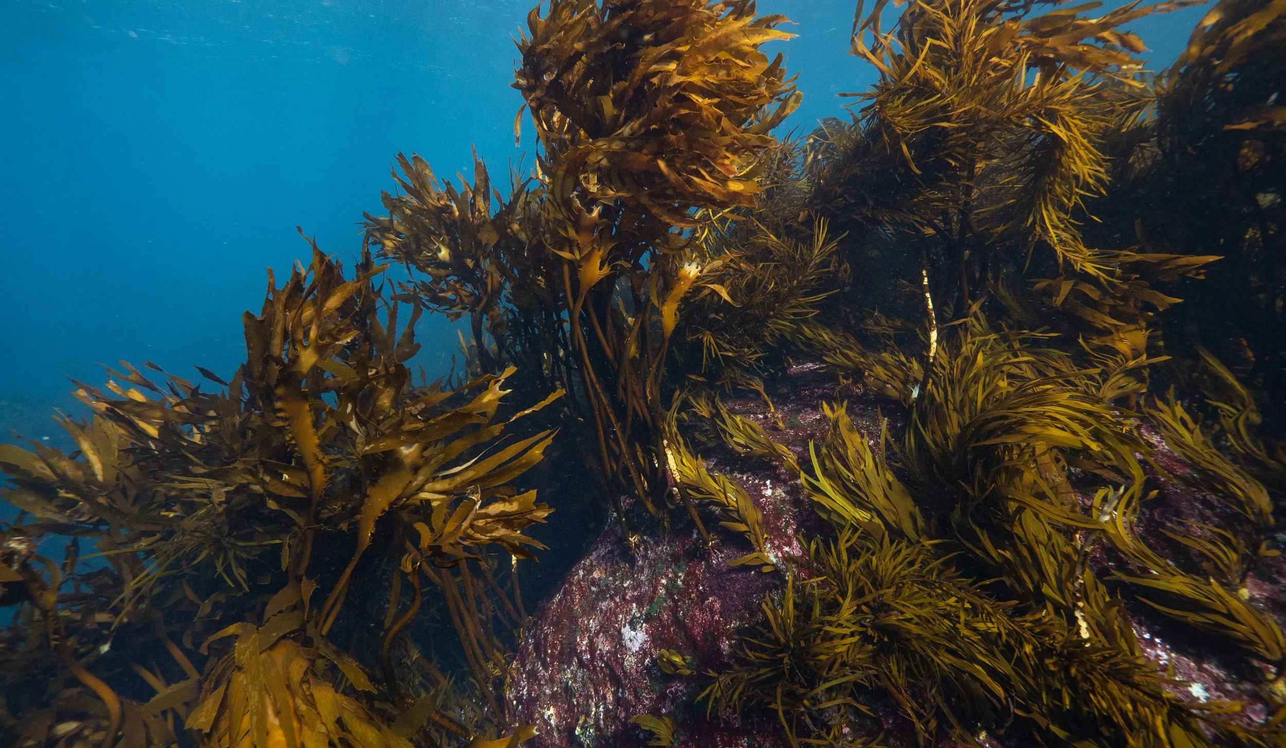 OceanImageBank_StefanAndrews_03.jpg