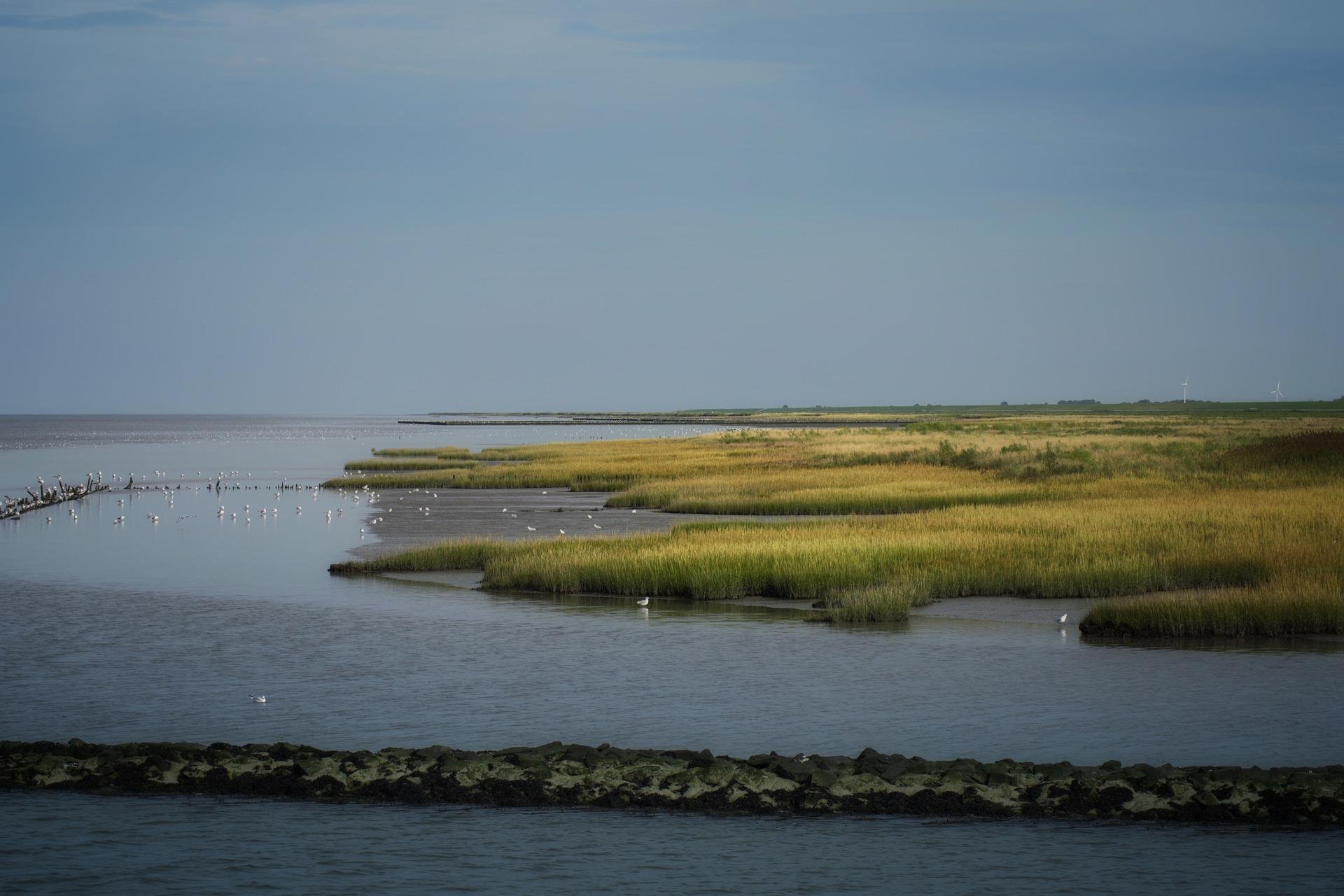 salt-meadows-gf0ff8e1d9_1920.jpg
