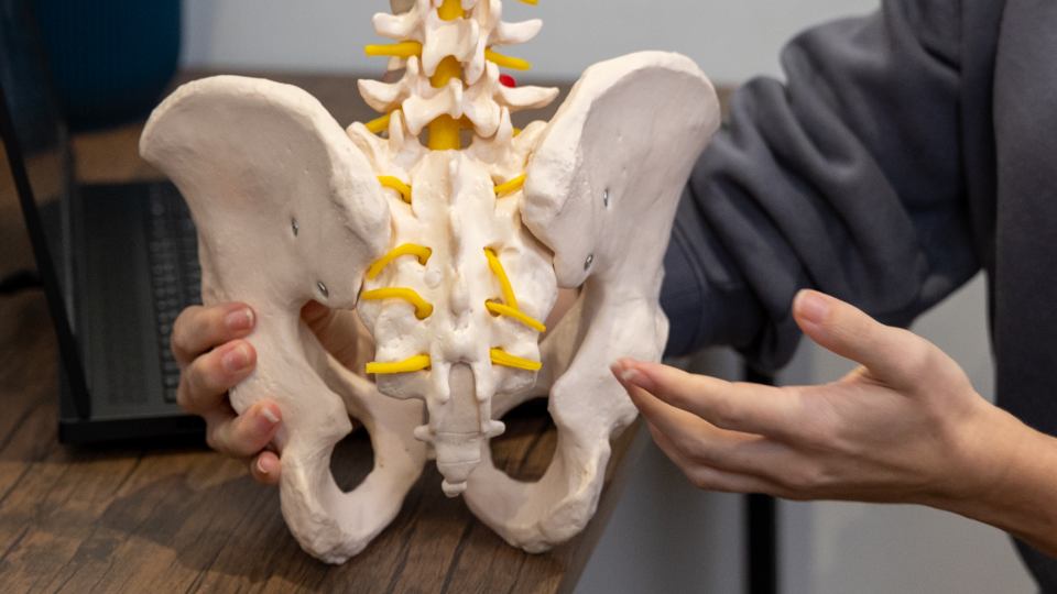 A pelvis model