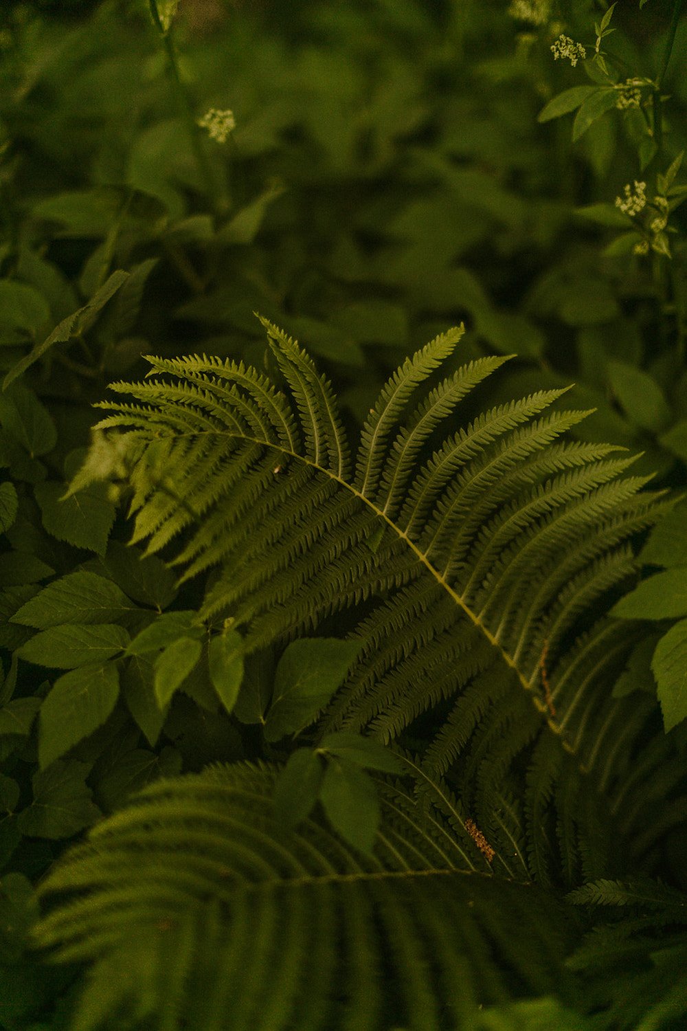 Beautiful green ferns 