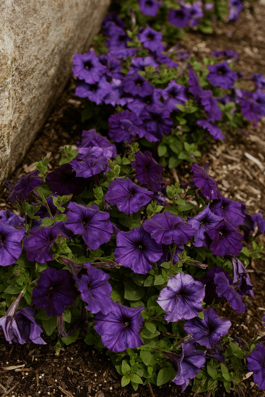 Purple flowers planted on the Corning Country Club grounds. 