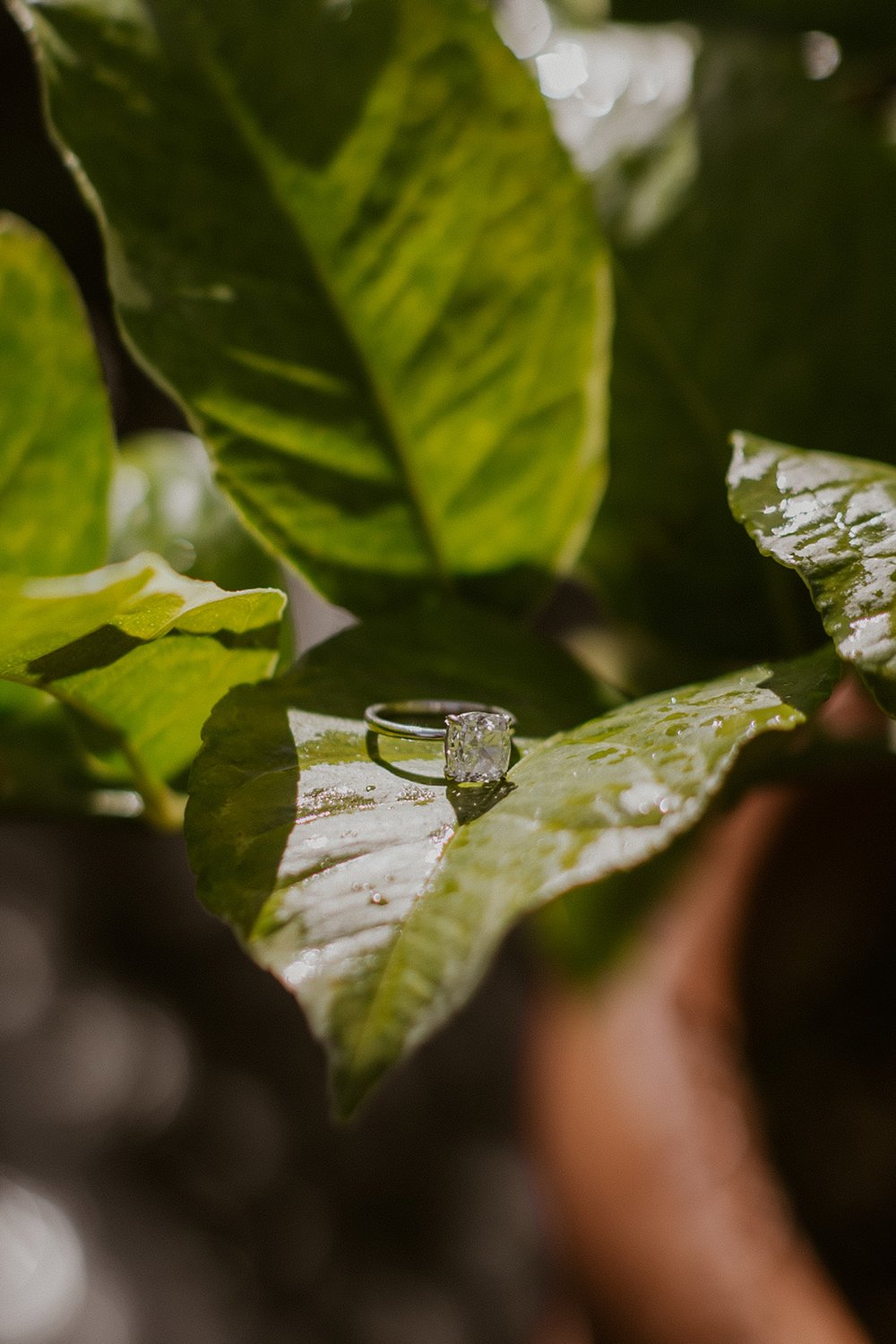  Close up view of the engagement ring sitting on a green leaf with the natural light beaming down on it. 