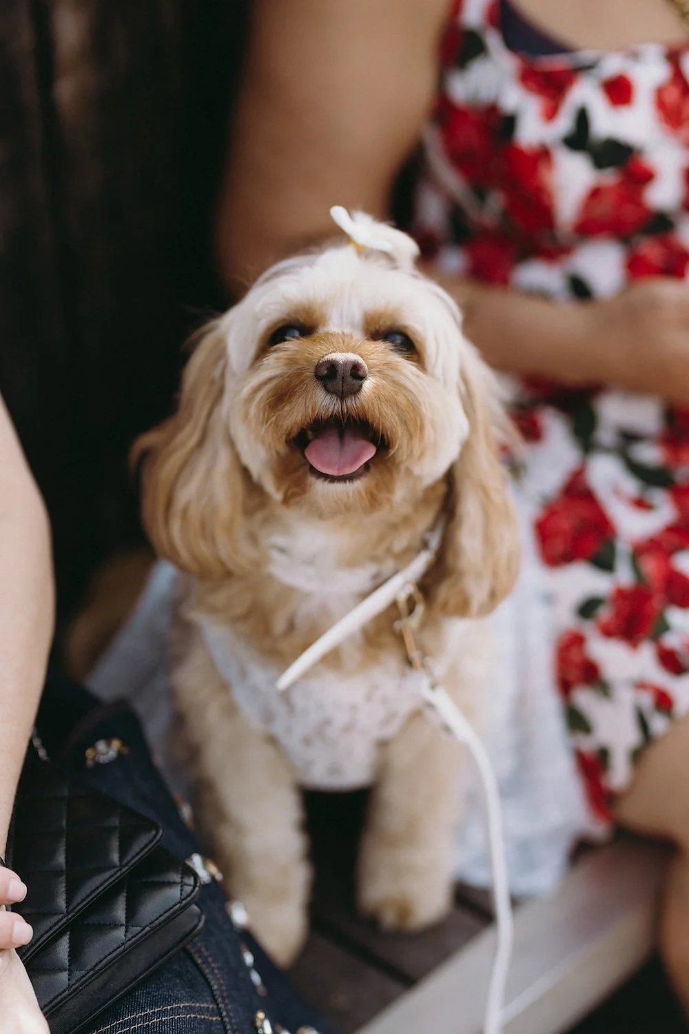 One of the bride and grooms dogs sit smiling with happiness. 
