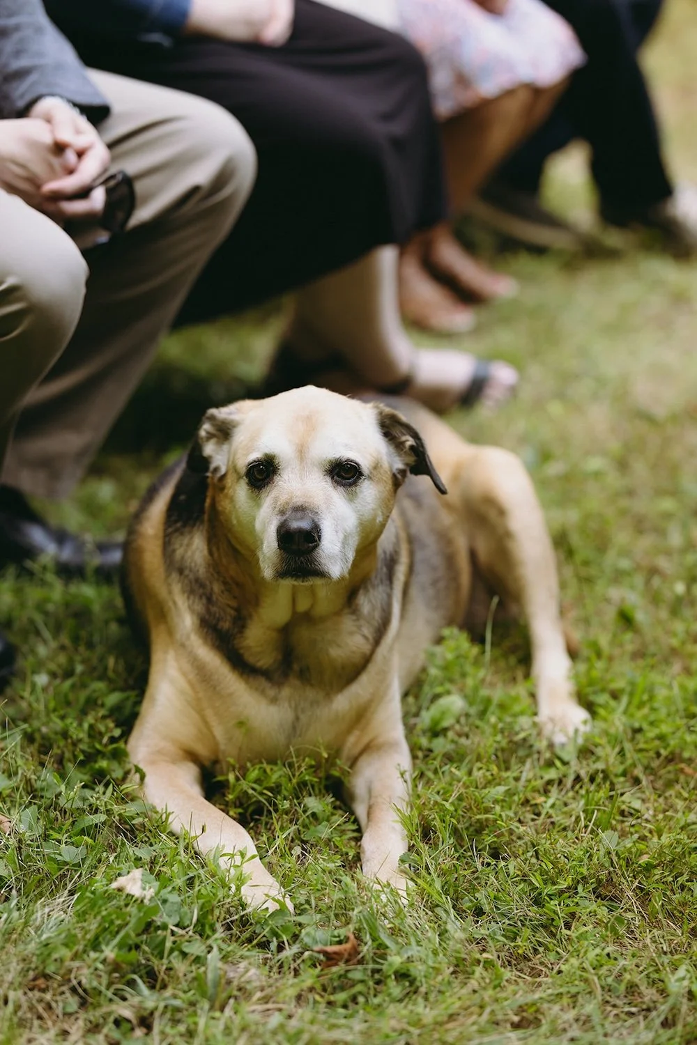 Photo of the family puppy. 