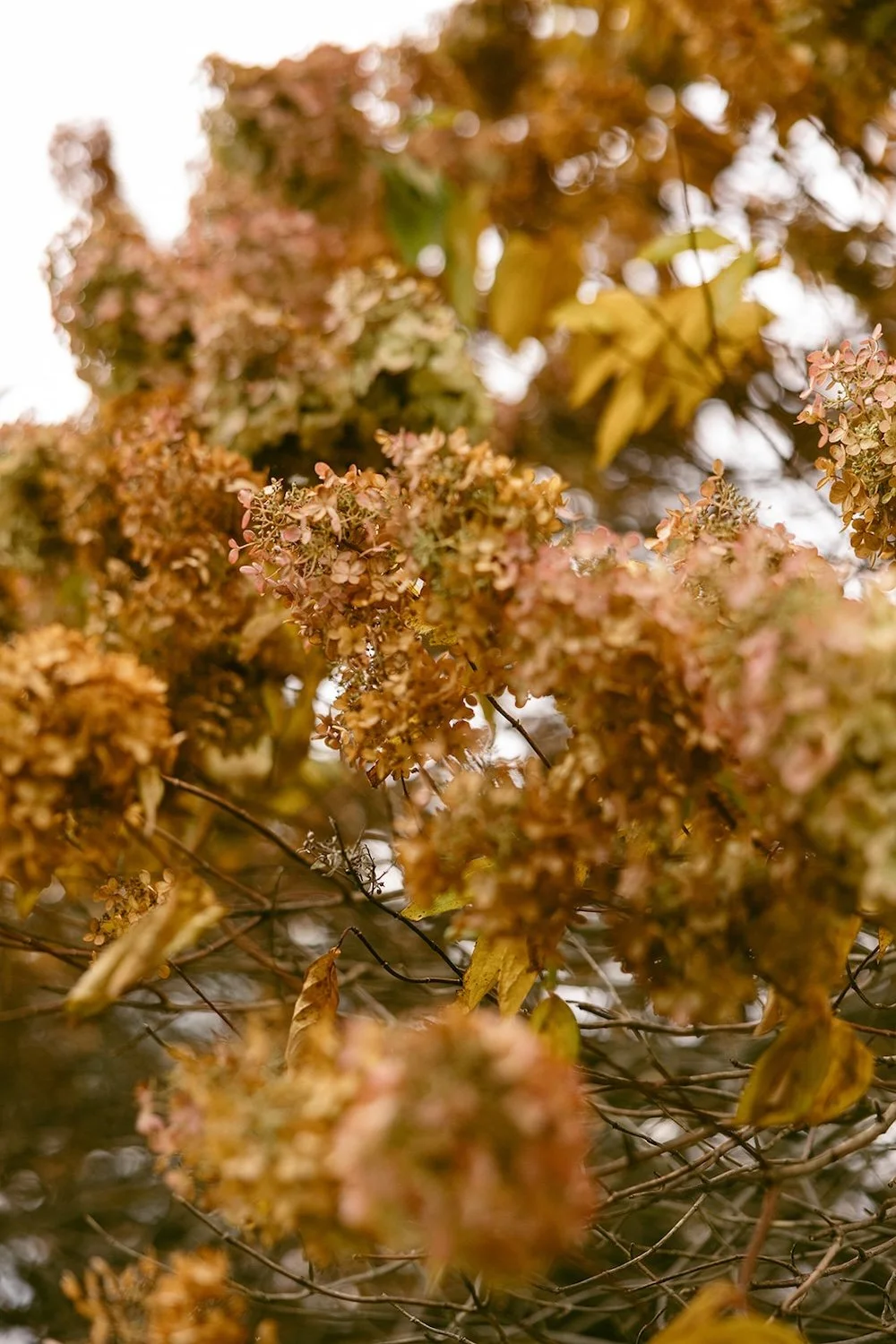 Tree with beautiful tan's and oranges decorating the venue. 