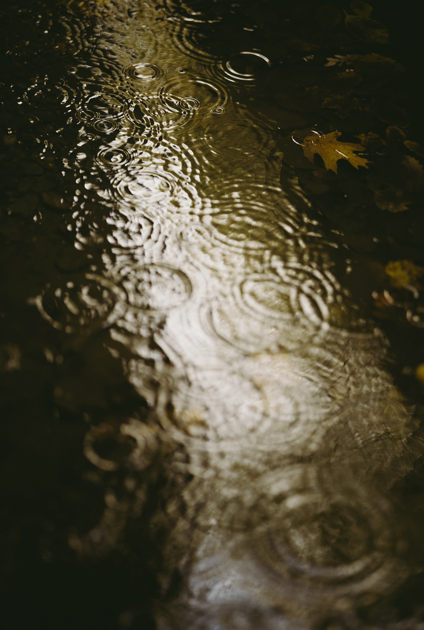 Life photo of the rain falling into a puddle. 
