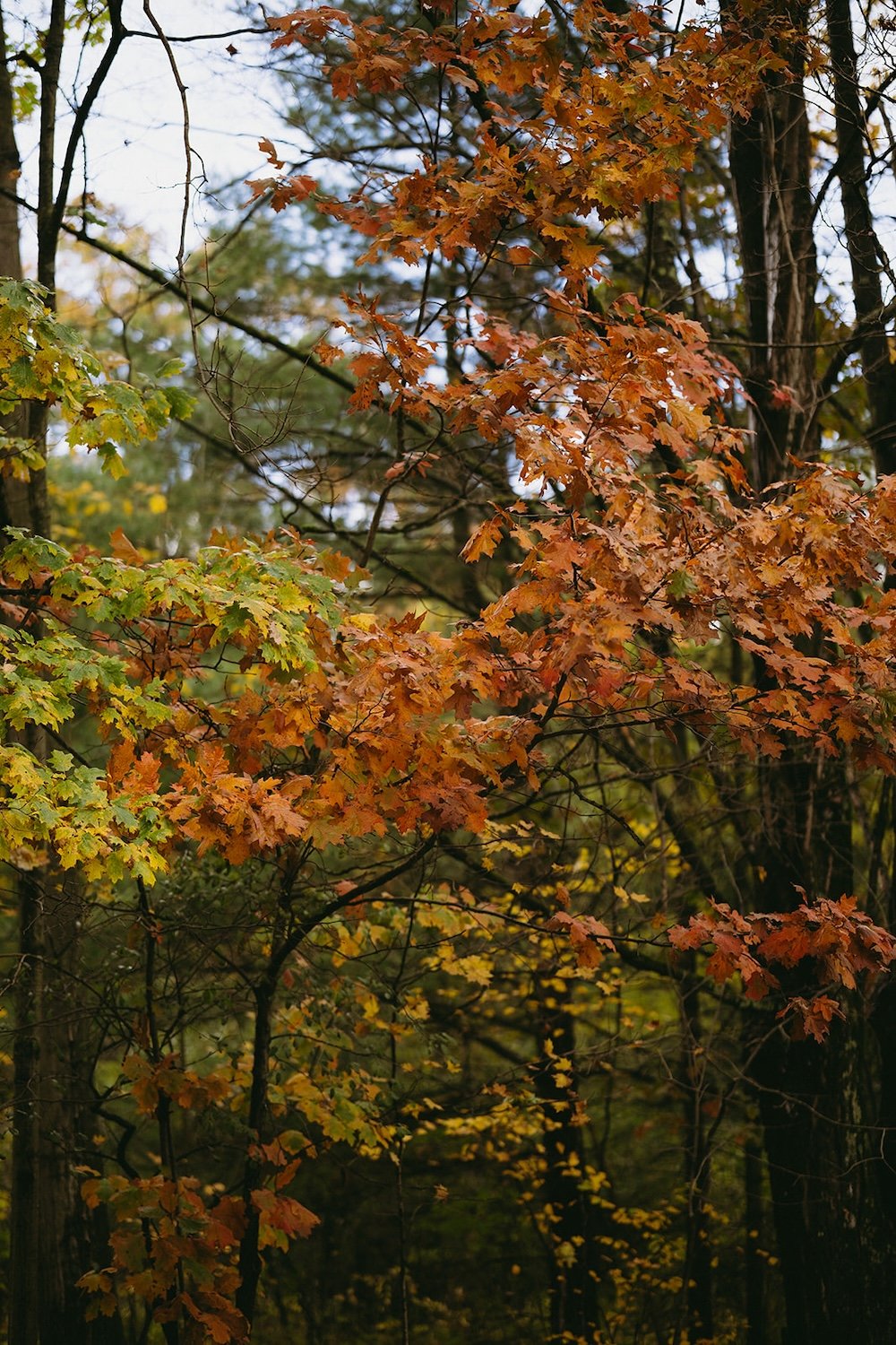 Tree's decorated with vibrant oranges and hues of red and yellow decorate the gorge. 