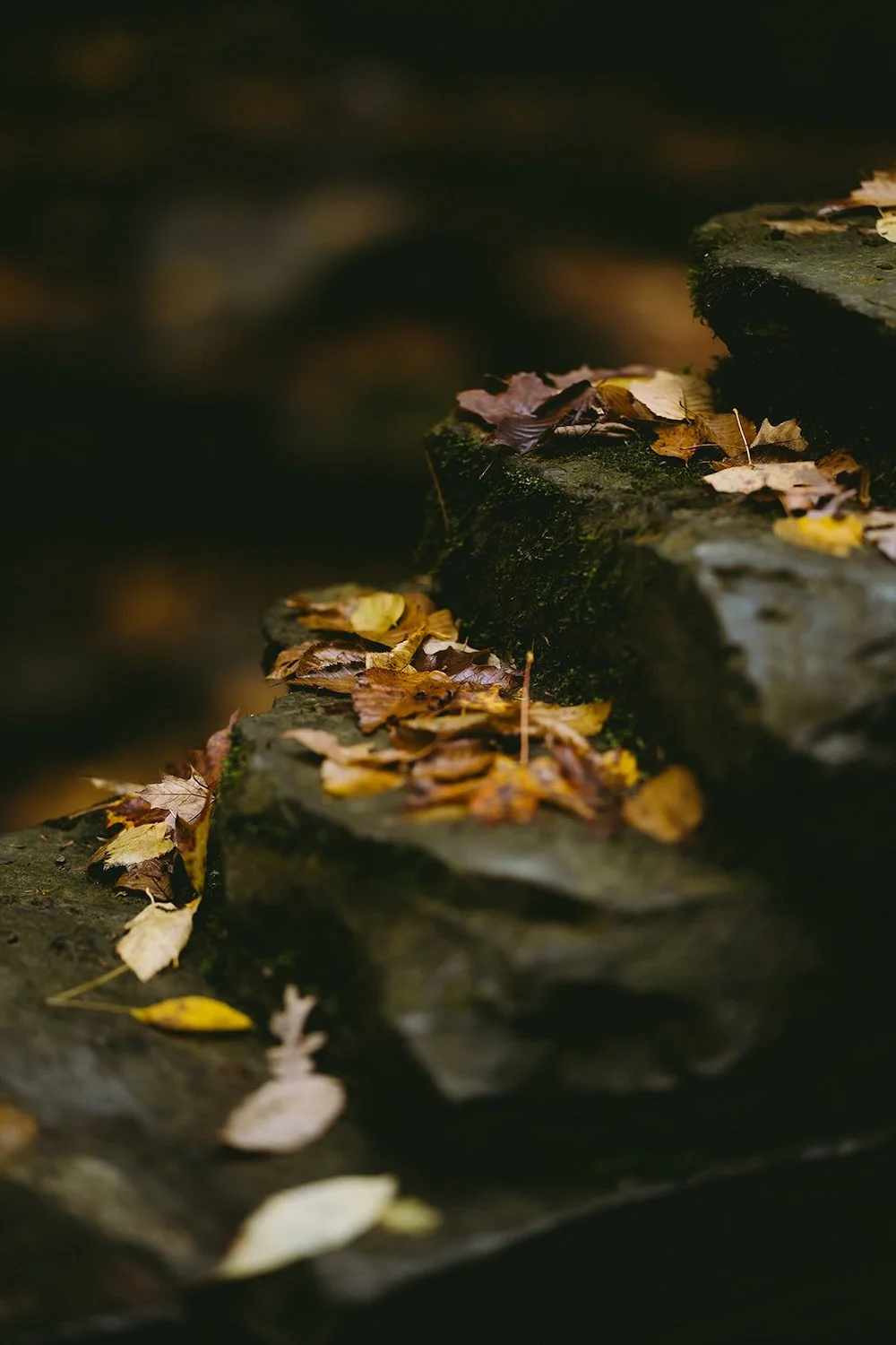 Fallen leaves rest on the steps of the gorge with vibrant yellows and burnt orange. 