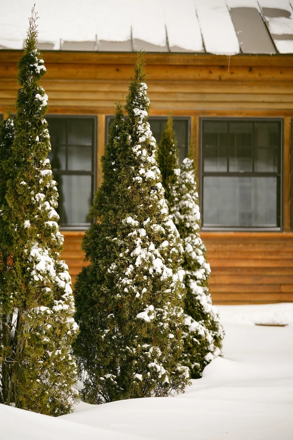 Trees decorated with fresh snow lining the resort venue.