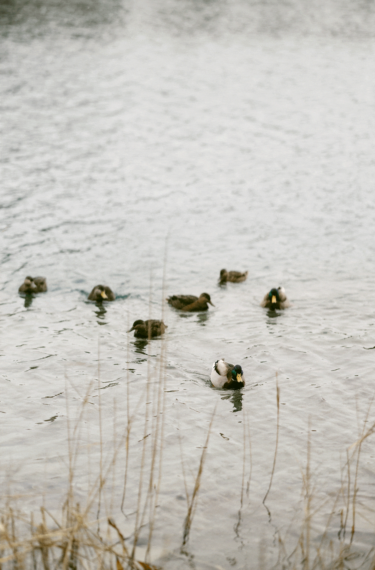 A group of ducks swims on a calm body of water with dry reeds visible in the foreground.