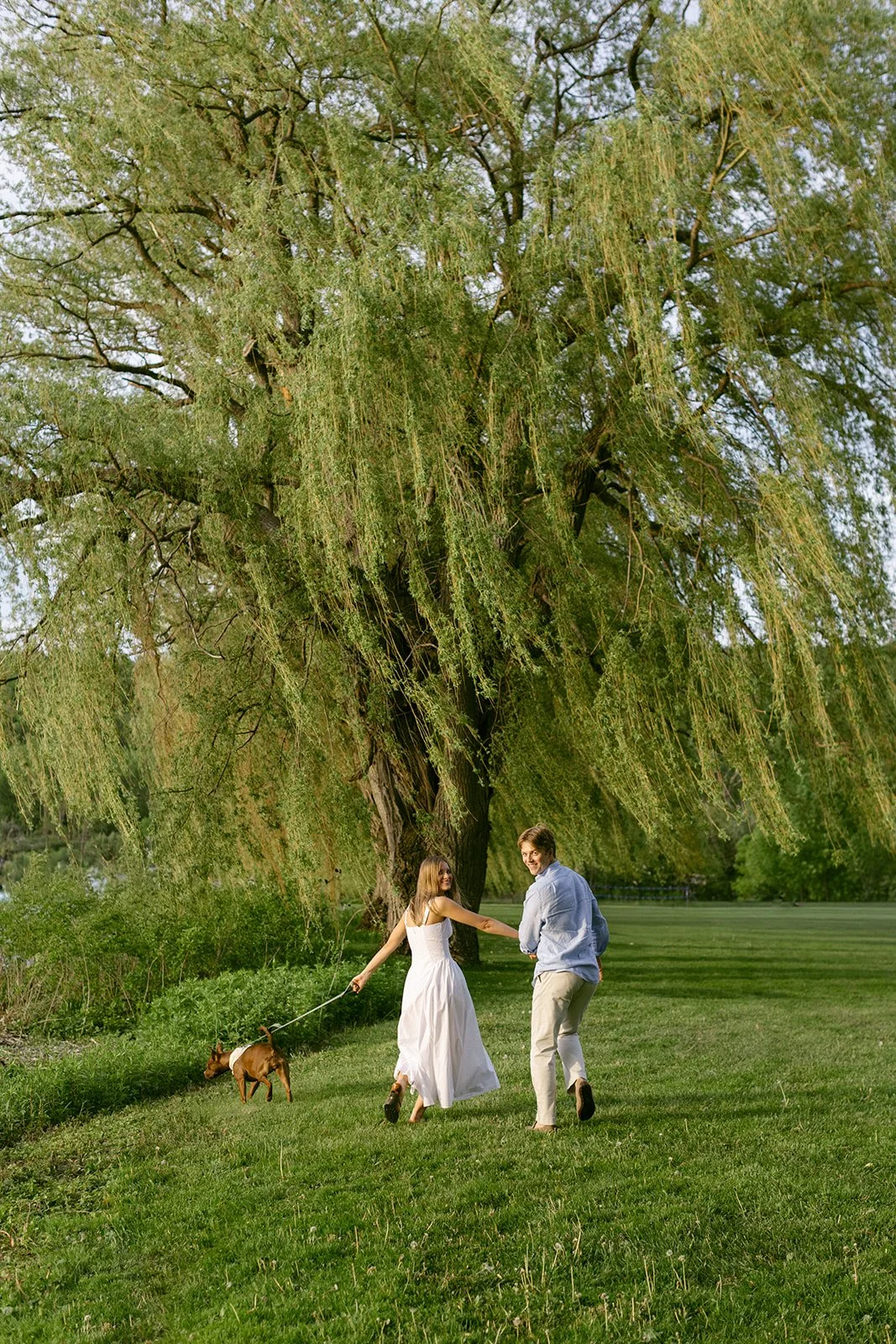 A woman in a white dress and a man walk a dog on a grassy path under a large willow tree on a sunny day.