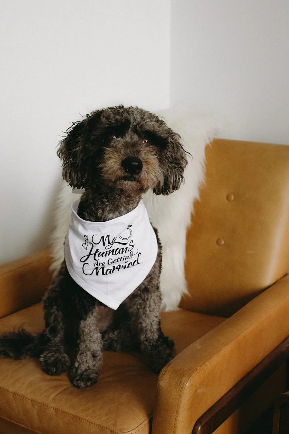 The precious pup sits in the chair showing of their bandana.