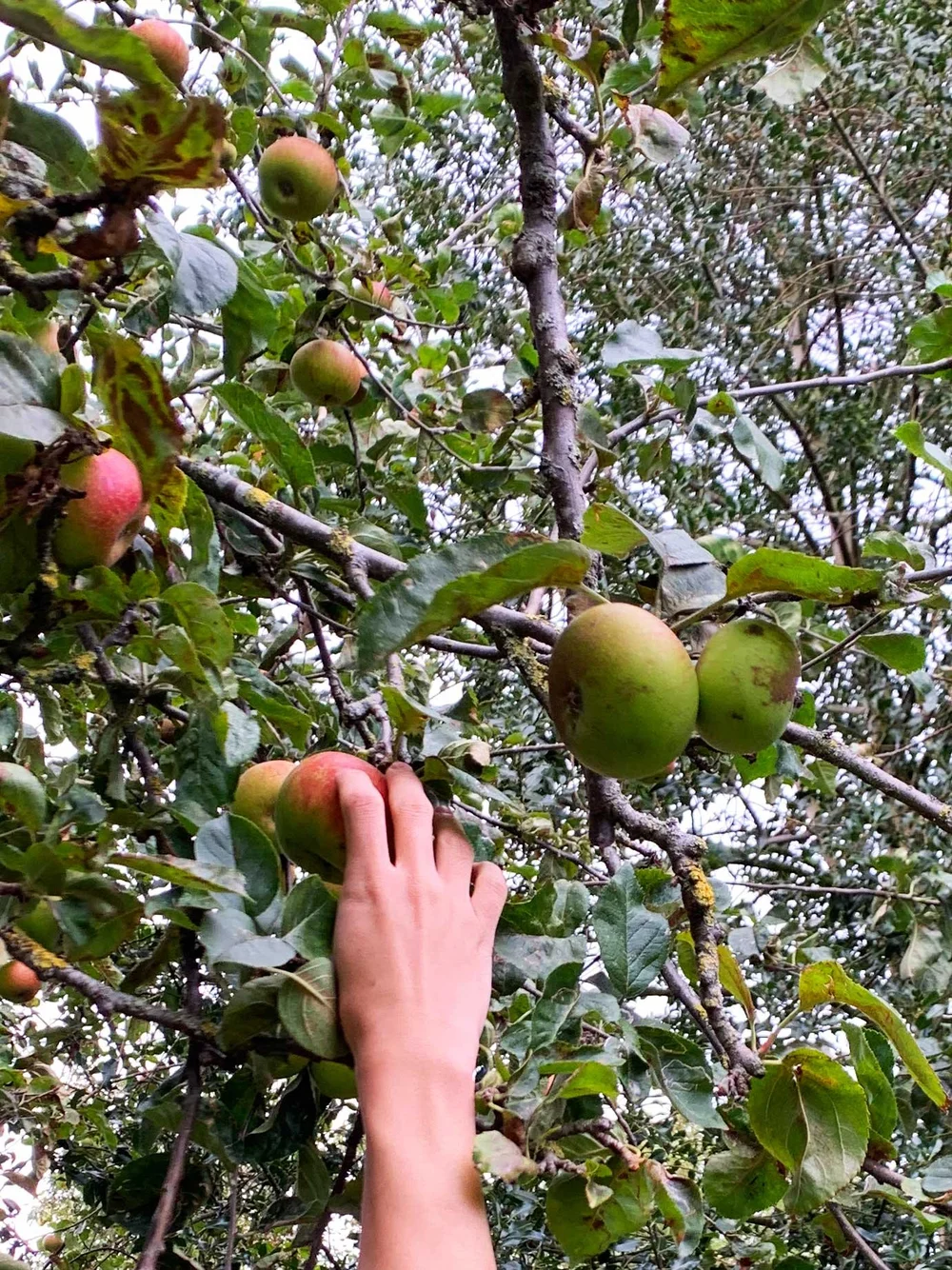 Our Blenheim Orange Apples.