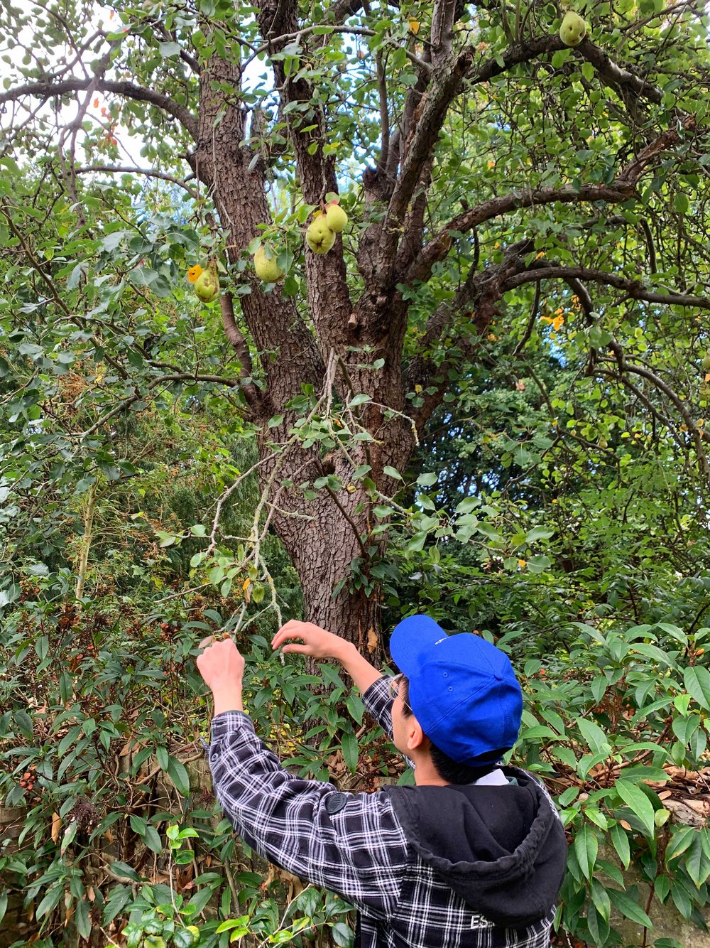 Robert and the pear tree.