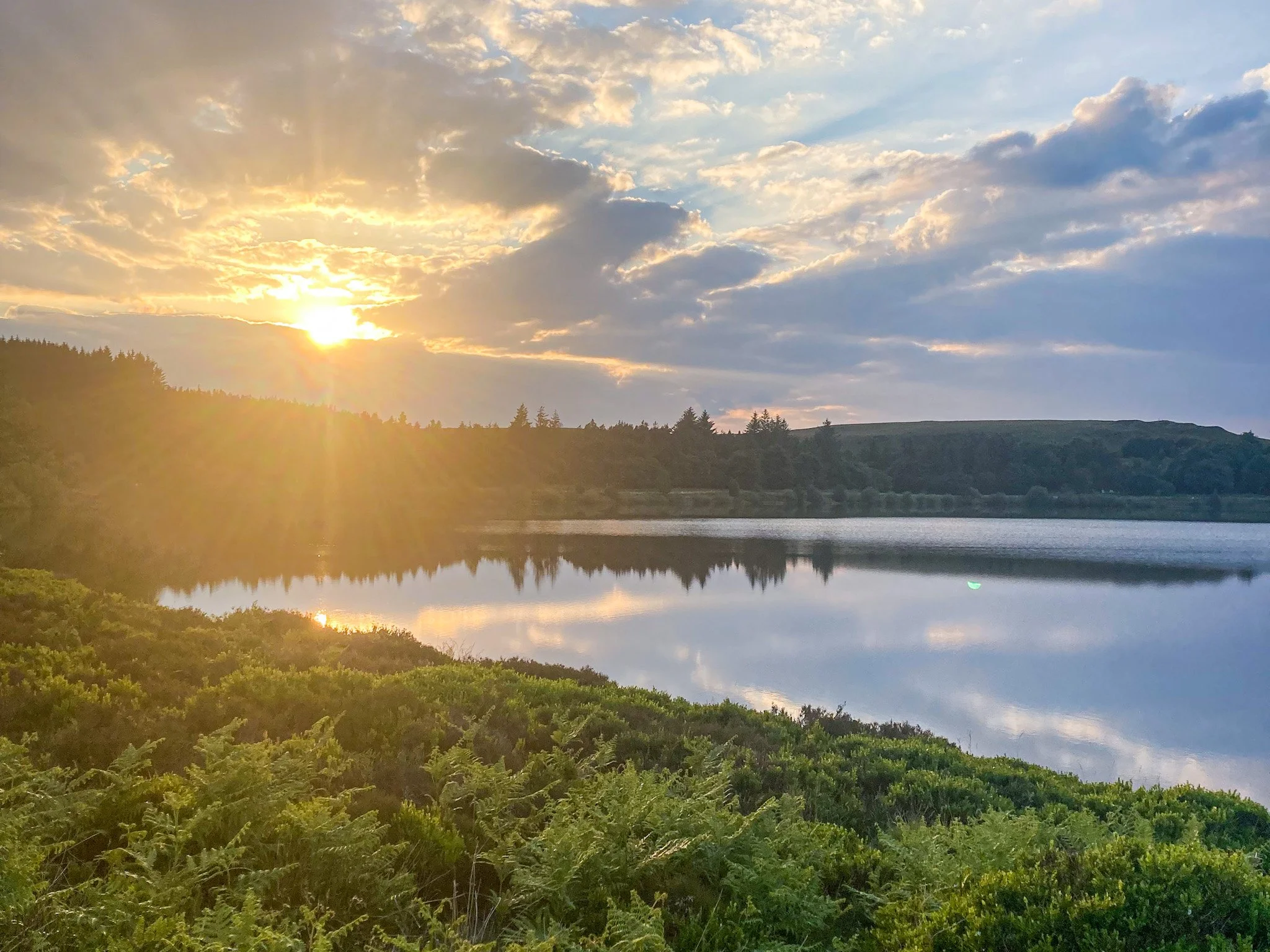 The sunsetting over a reservoir, surrounded by trees and green ferns.