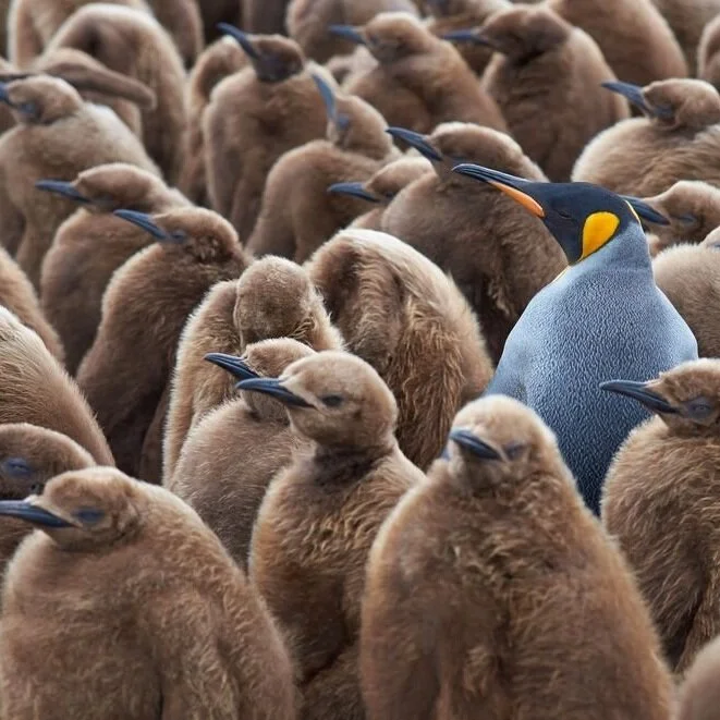 Chosen to Be at the Wedding in the Wrong Clothes