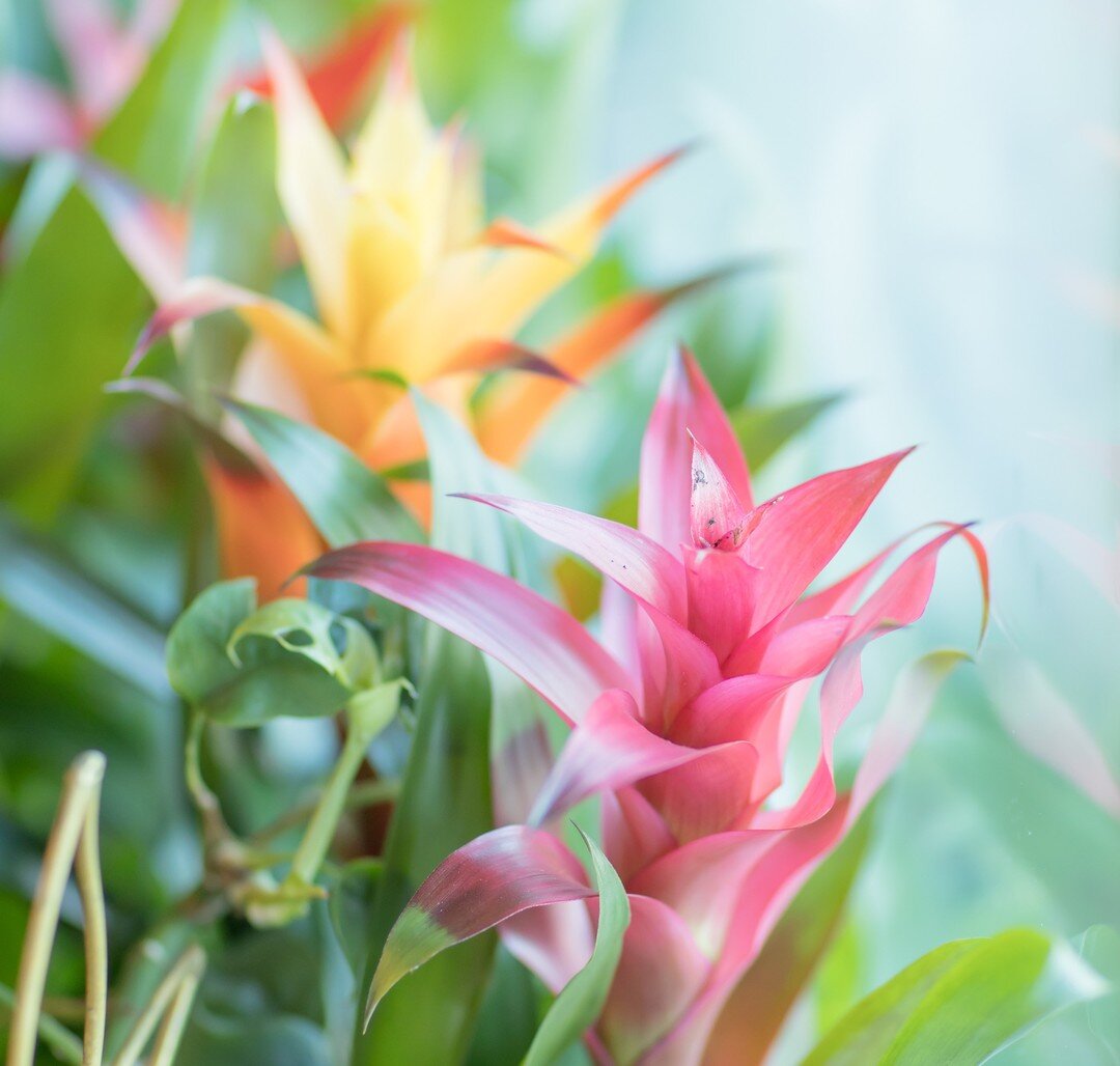 Look at these beautiful Bromeliads! 😍

While most houseplants purify the air throughout the day, the Bromeliads actually release oxygen and remove air pollutants during the night!