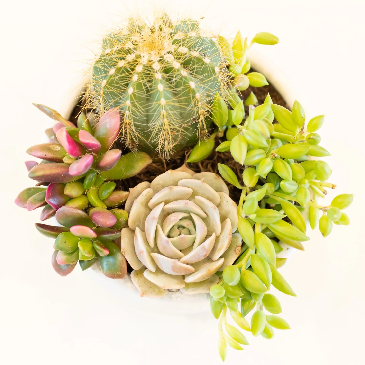Succulent Arrangement  The Succulent Shop