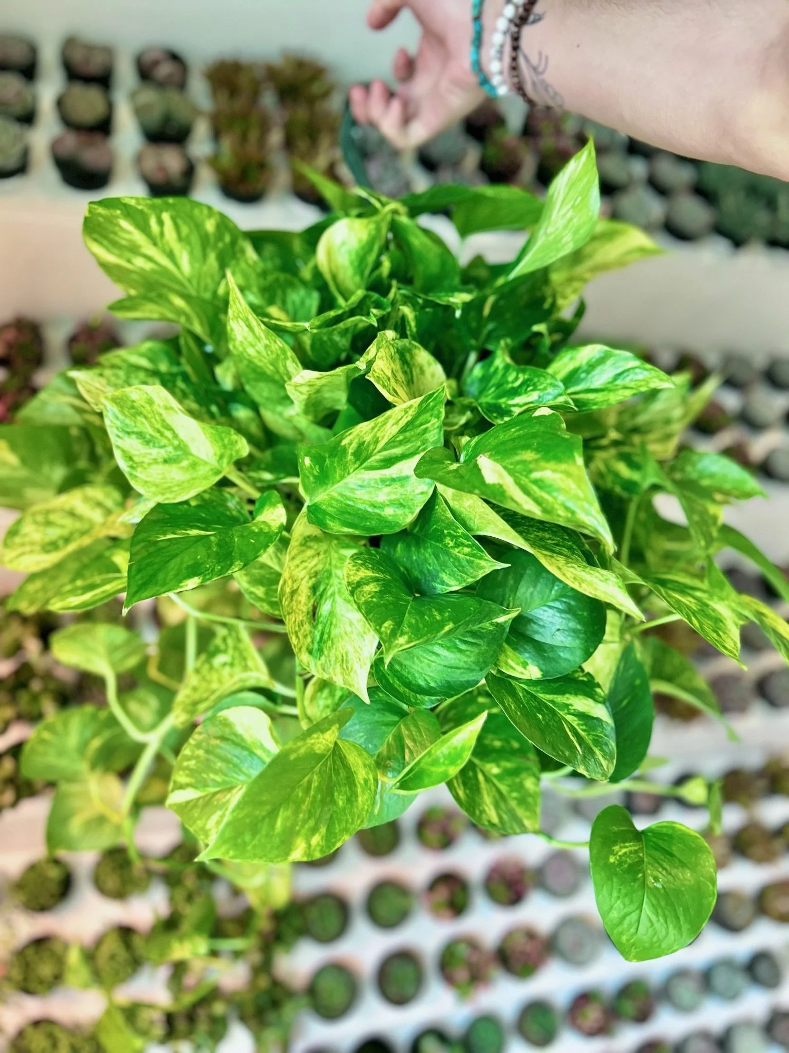 Golden Pothos