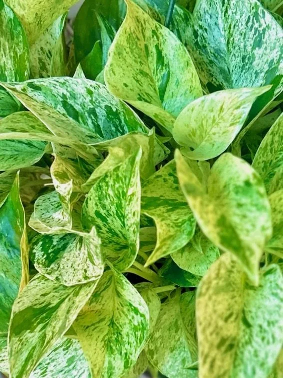 Marble Queen Pothos