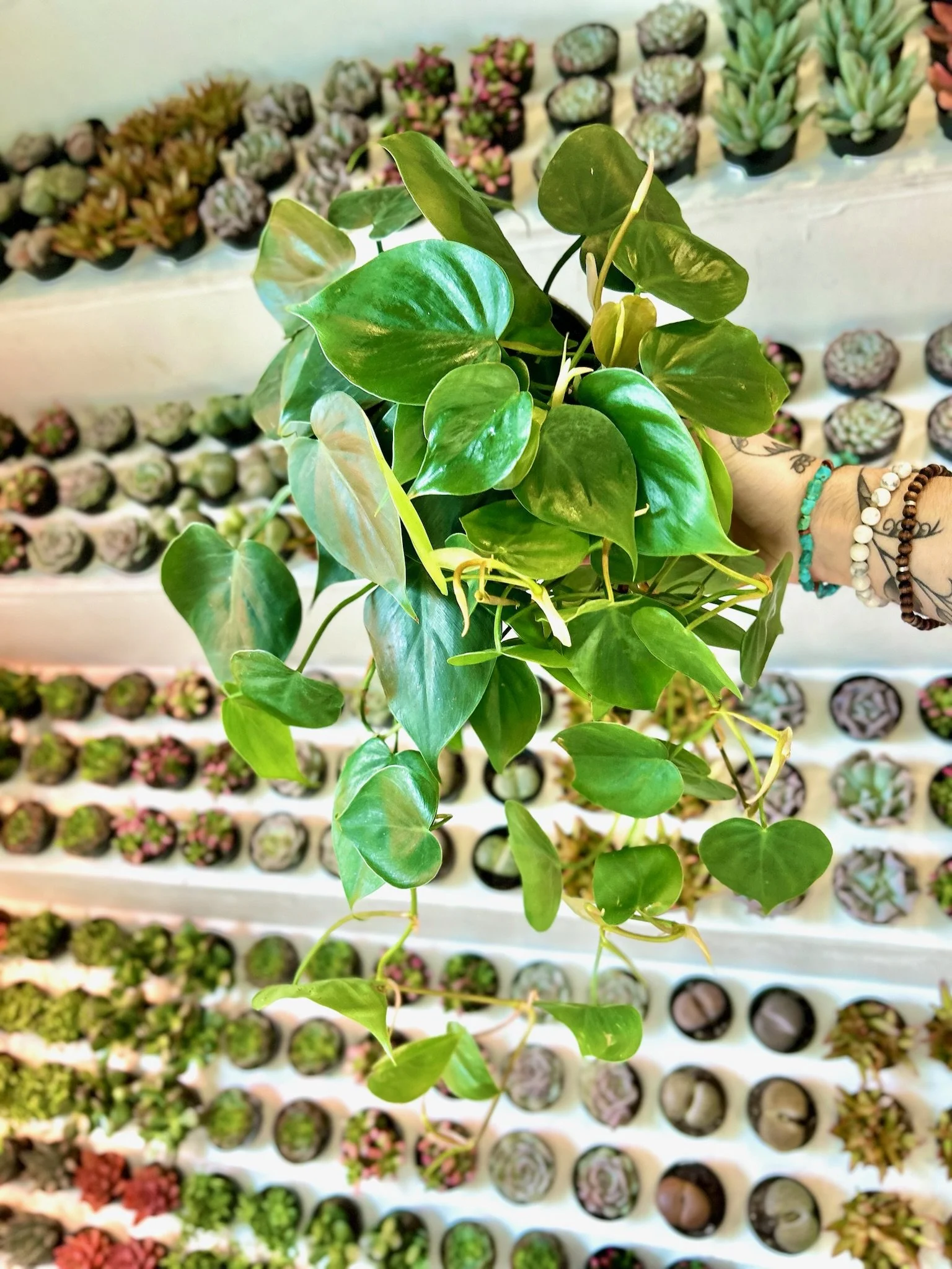 Heartleaf Philodendron