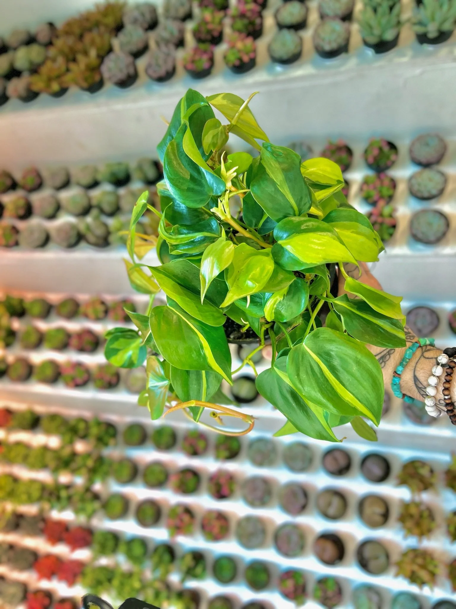 Brazil Philodendron