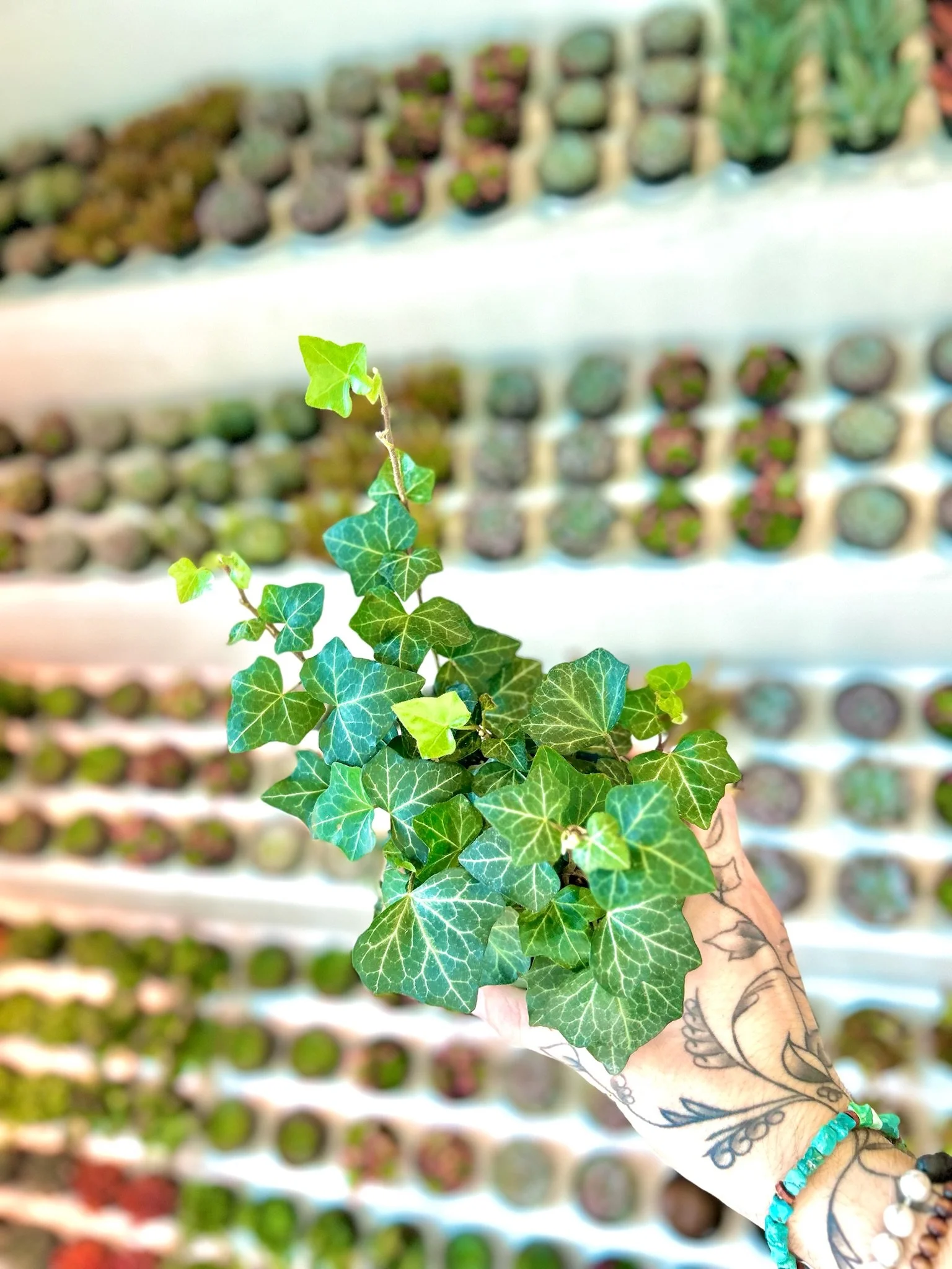 English Ivy