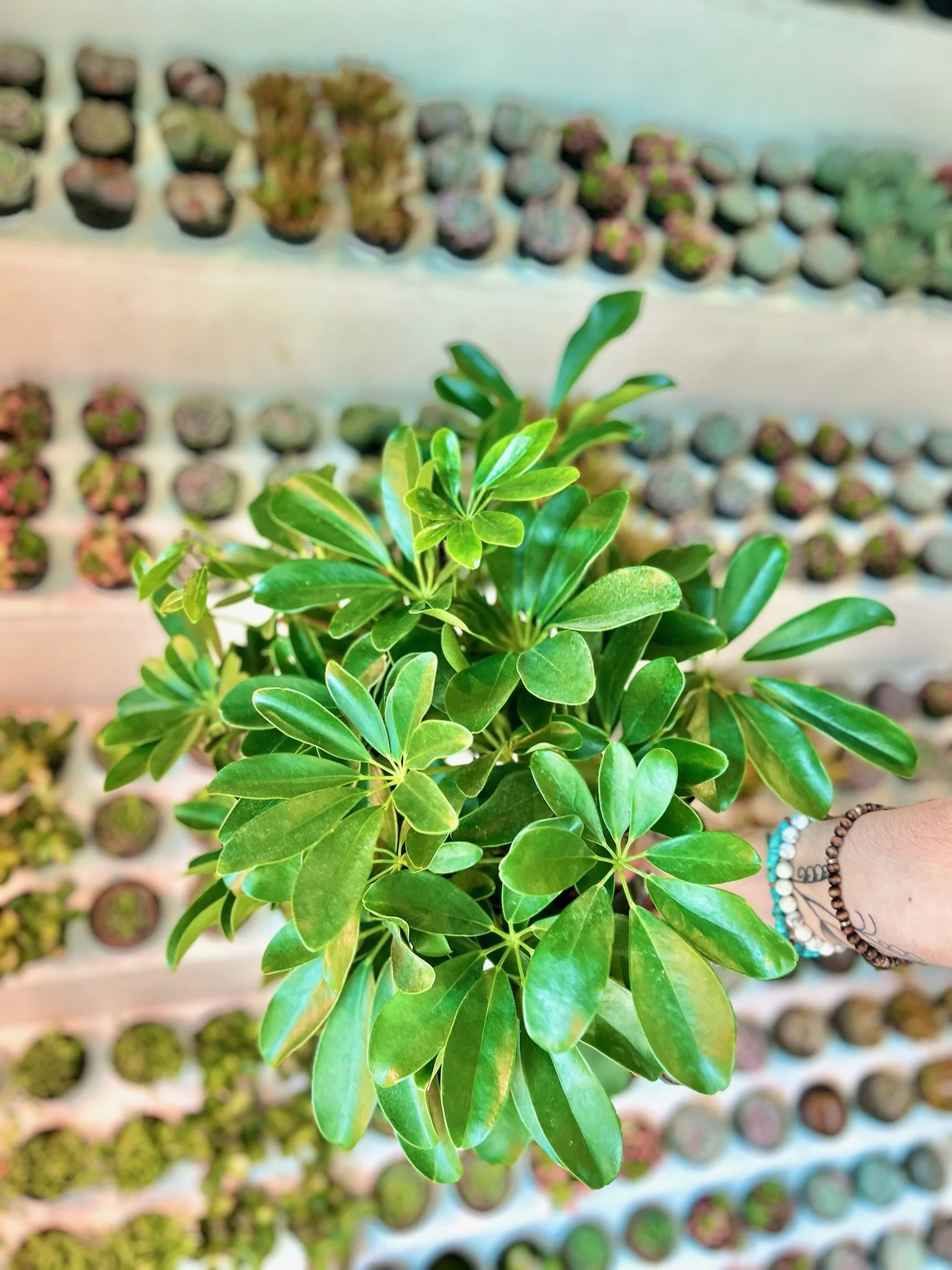 Schefflera