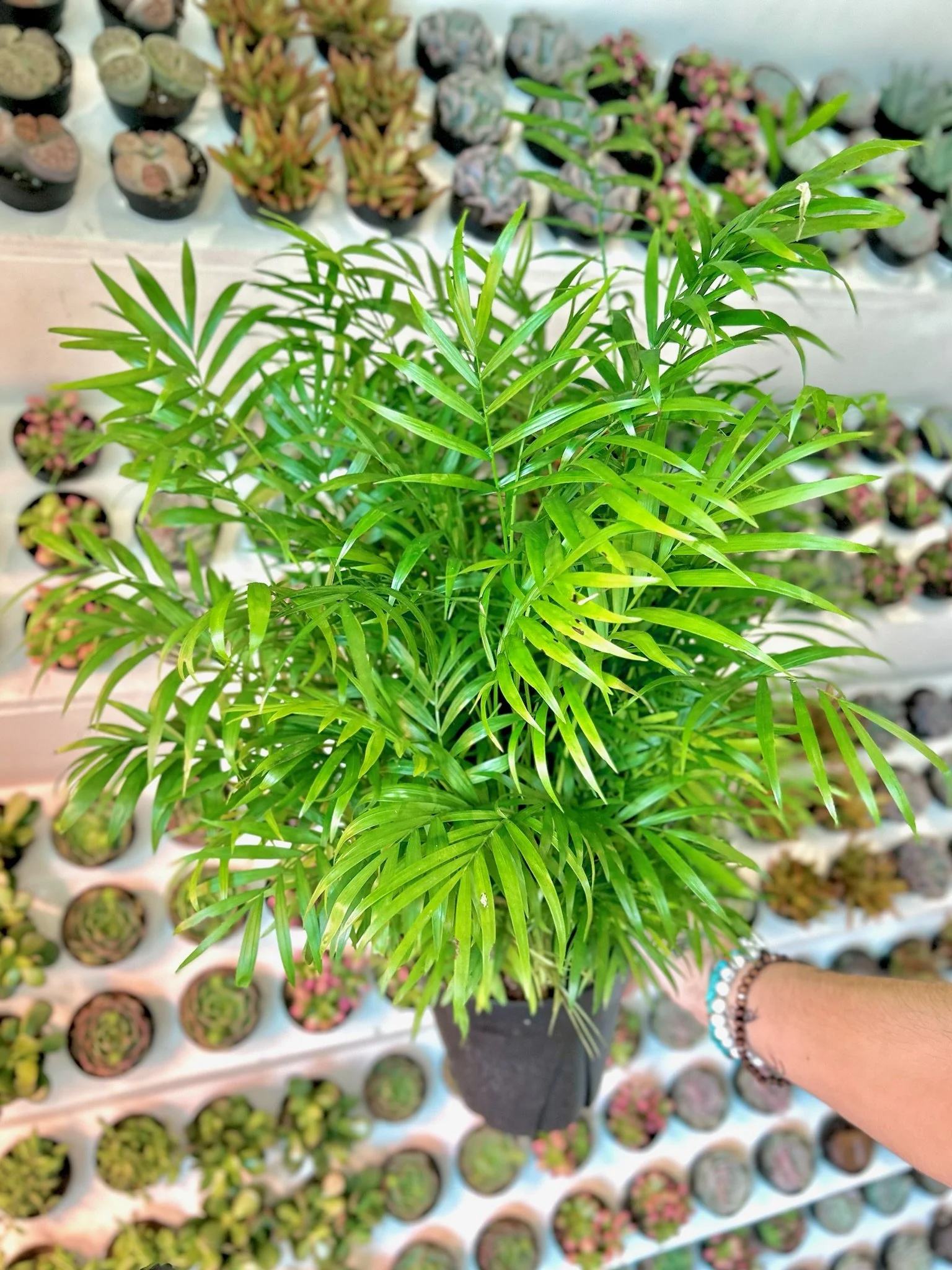 Bella Palm