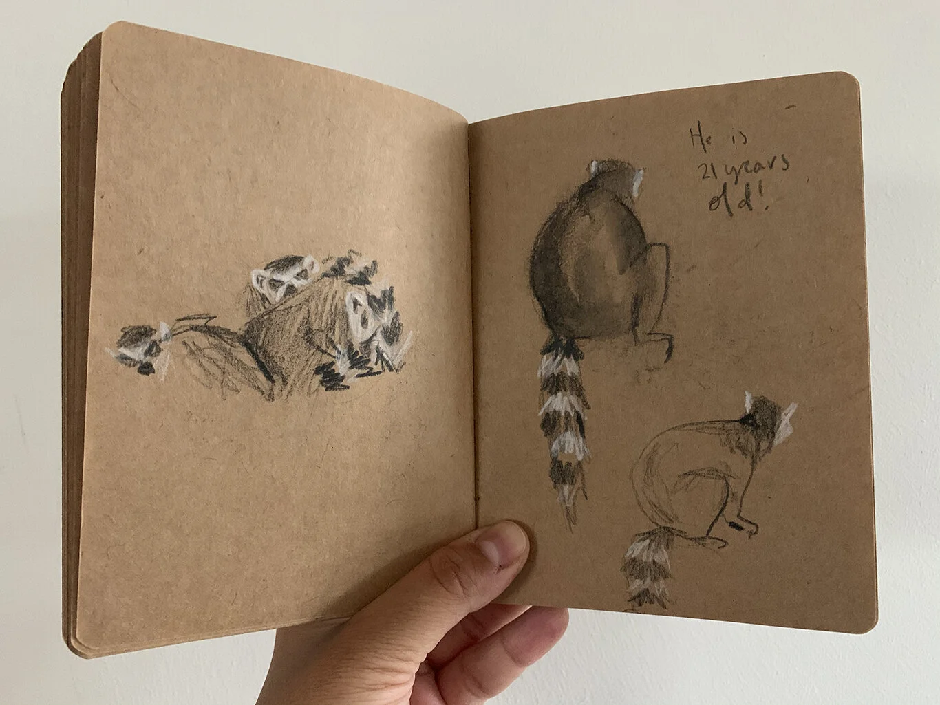 ilustrajo_sketchbook_zoo7.jpg