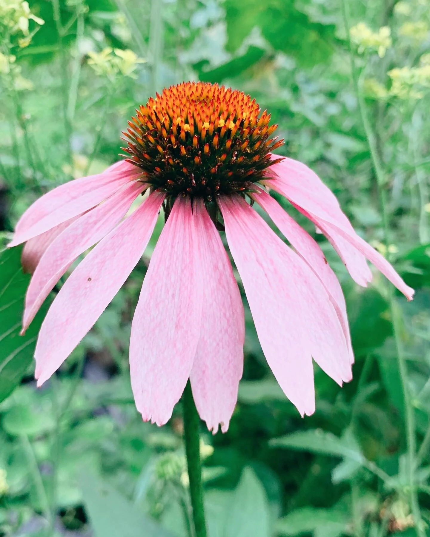 Just dropping a garden update :) thankful is an understatement.