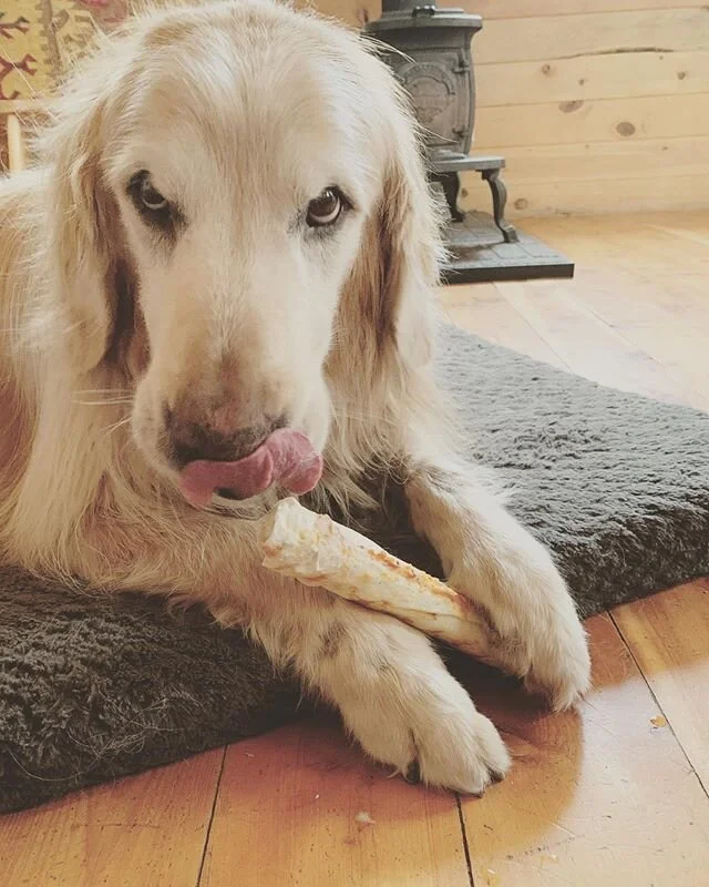 Staying Golden in these Golden Years.

Maverick turned 13 on May 28th. We retreated to a tiny cabin with lots of open space around, watched the sunrise and sunset each day, said hello to the chickens on our walks and soaked in the slow and quiet mome