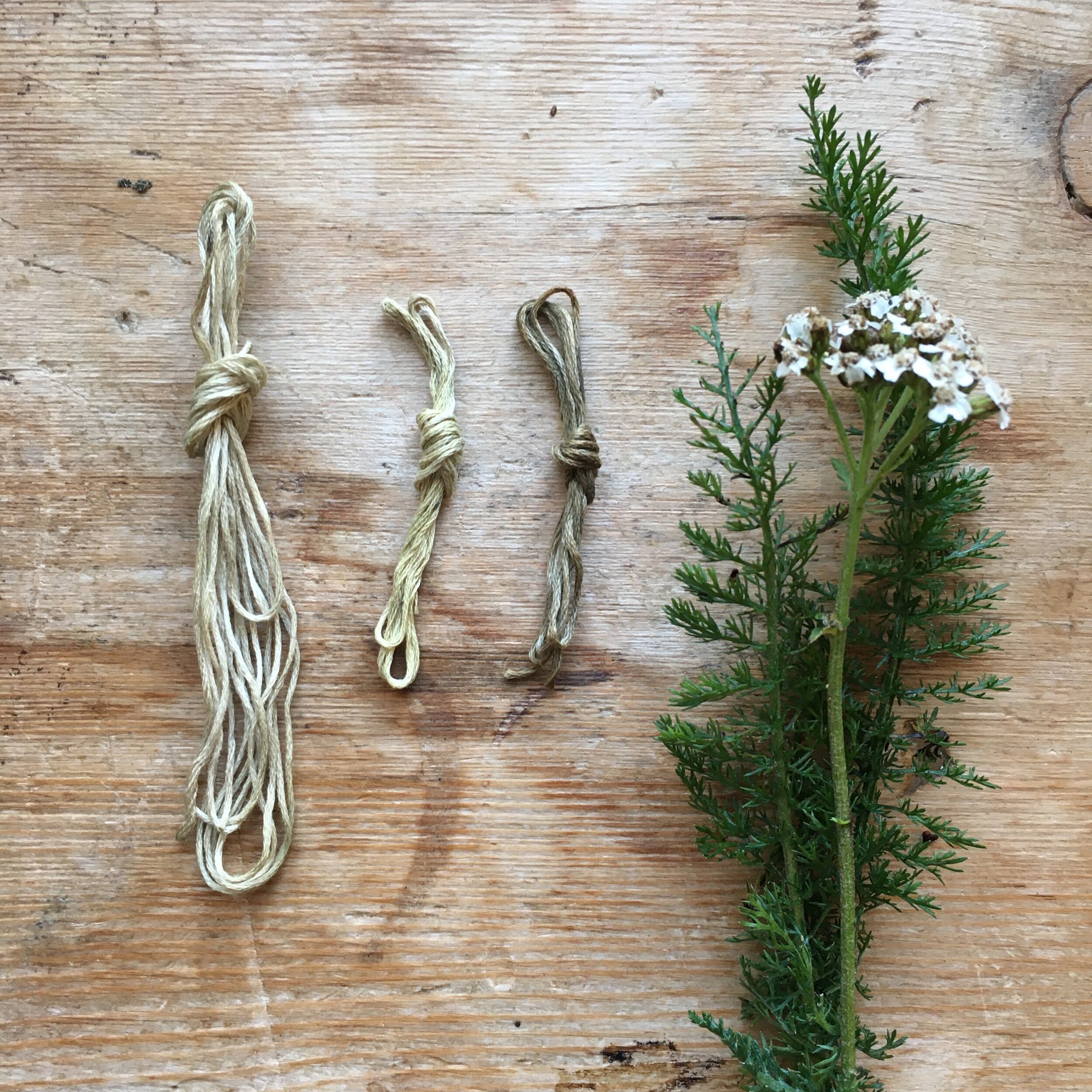 Yarrow Dyed Thread.jpg