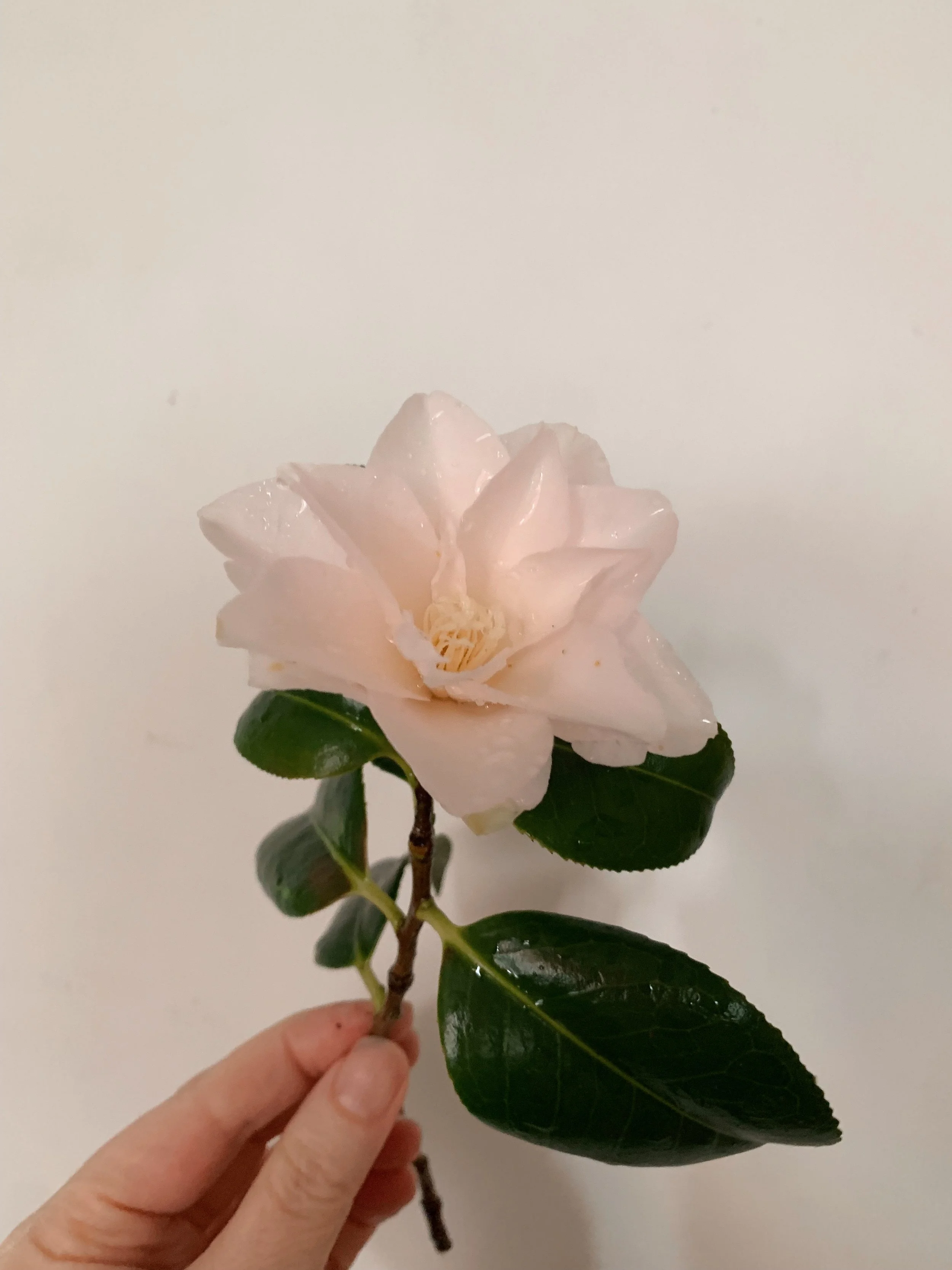 Sustainability 2.JPG