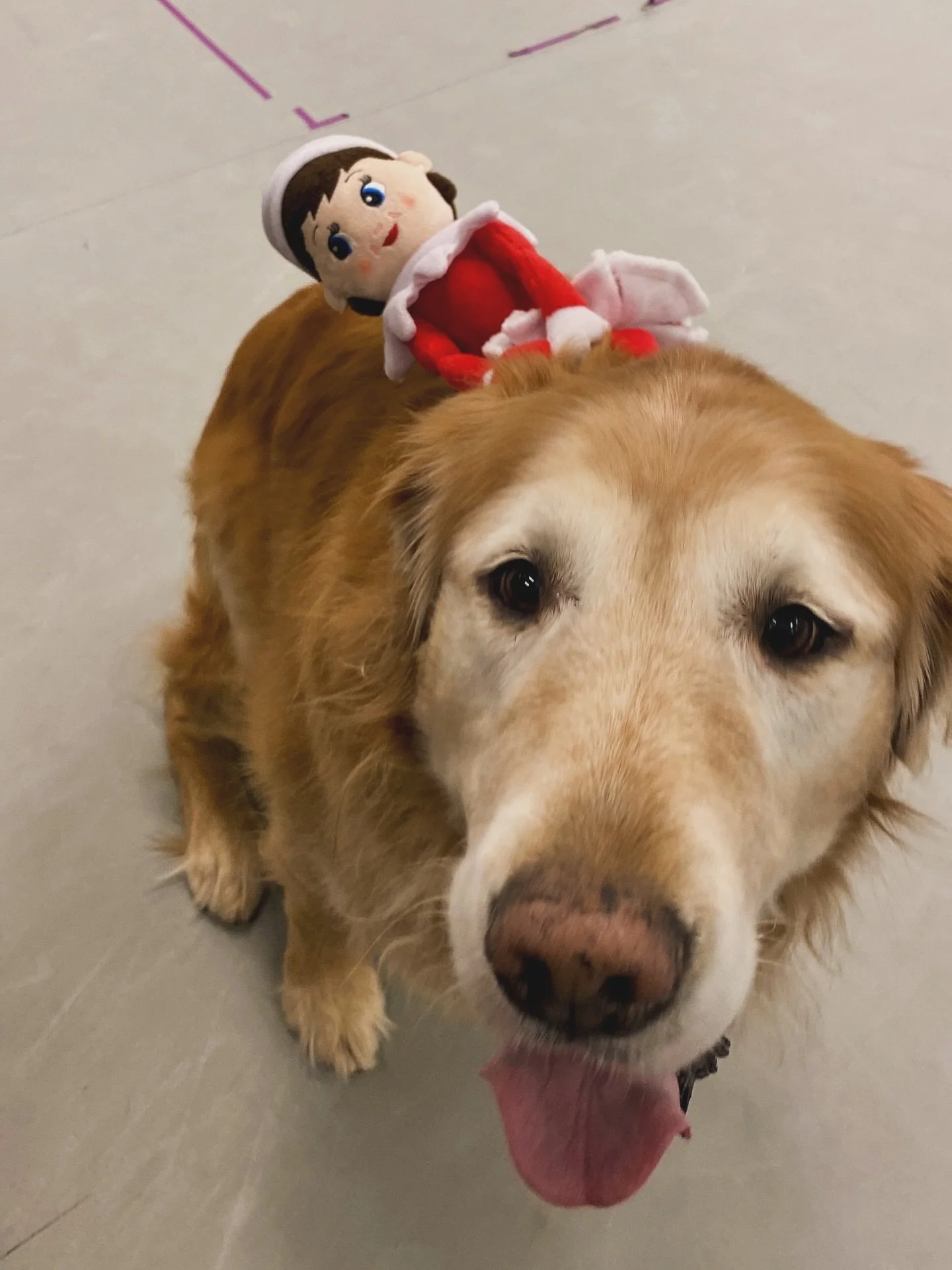 When out on the lawn there arose such a clatter,
I sprang from the bed to see what was the matter.
When, what to my wondering eyes should appear,
But Tendu The Elf, and a GIANT reindeer. 

Don&rsquo;t worry, while PSOD is on Christmas Break Tendu The