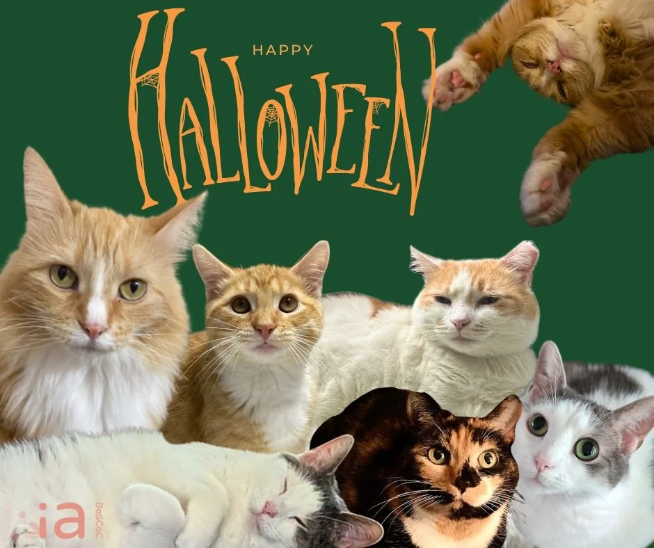 🎃 Every cat deserves a warm lap. Every person deserves a warm home.
This Halloween, while our furry friends nap through the spooky season, too many neighbors are still searching for safety and stability. Let&rsquo;s change that together. 🐾

#hallow
