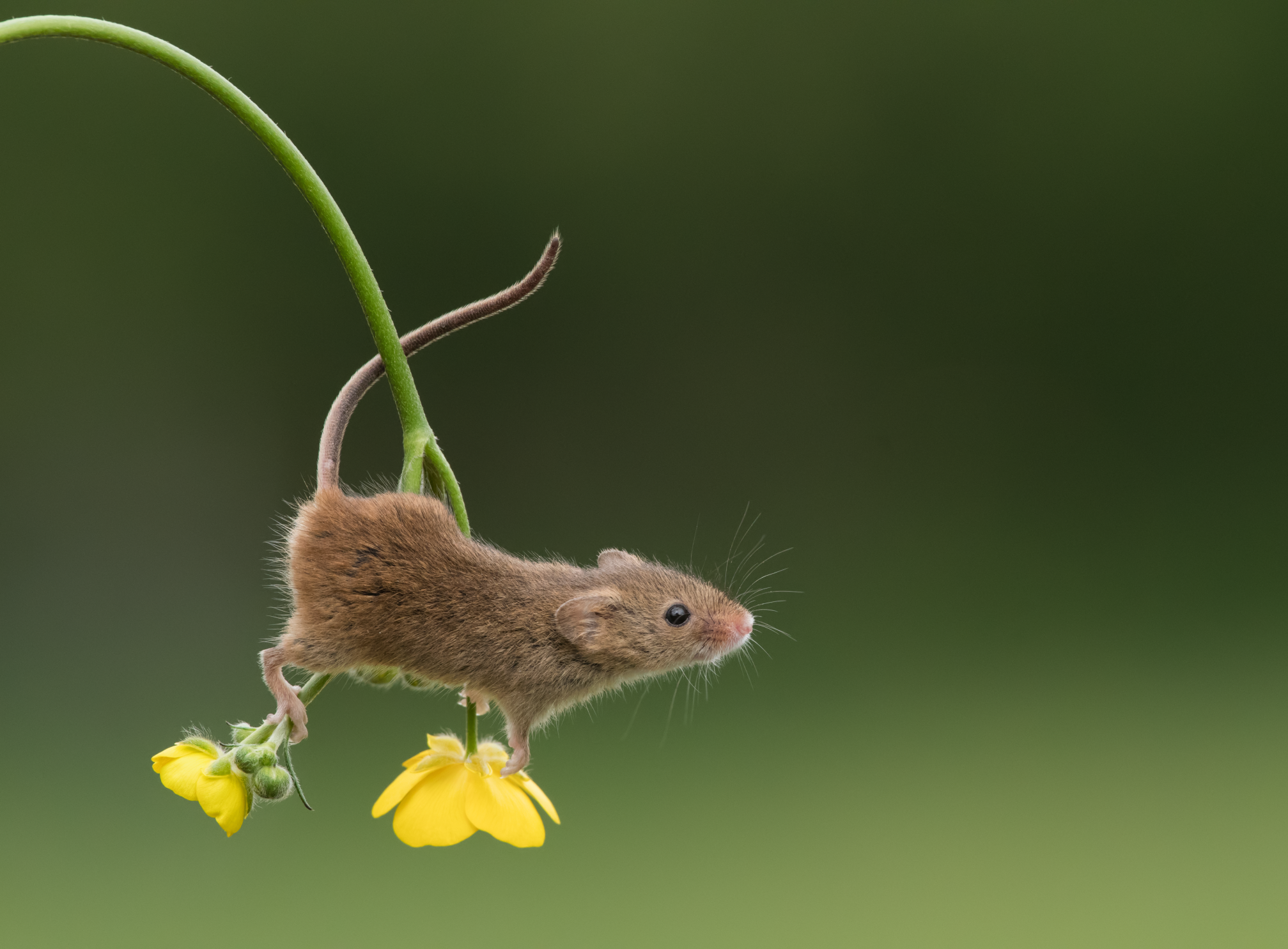 Маленькие живые мышки. Мышь полевка с мышатами. Мышка полевка маленькая. Луговая мышь полевка.